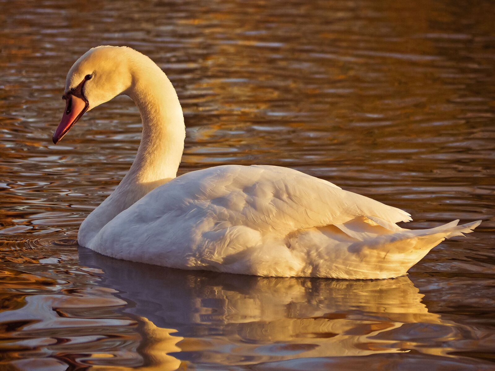 Olympus OM-D E-M10 sample photo. Swan, bird, animal photography