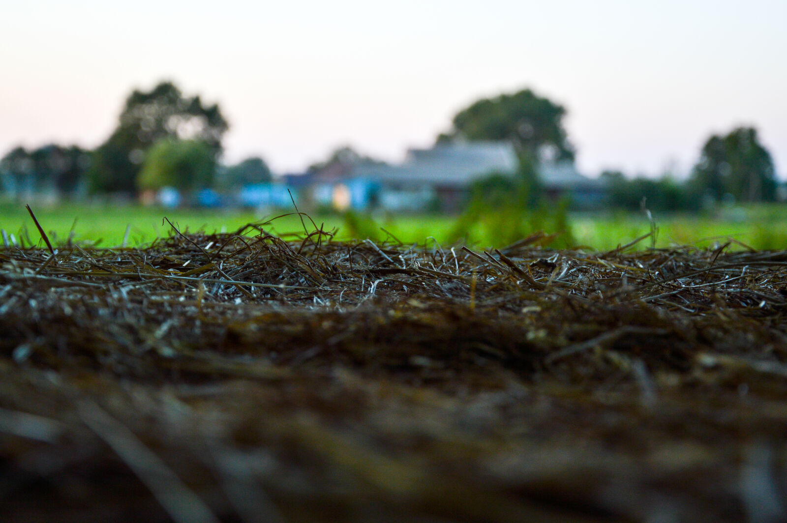 Nikon D3200 sample photo. Agriculture, blur, color, dawn photography