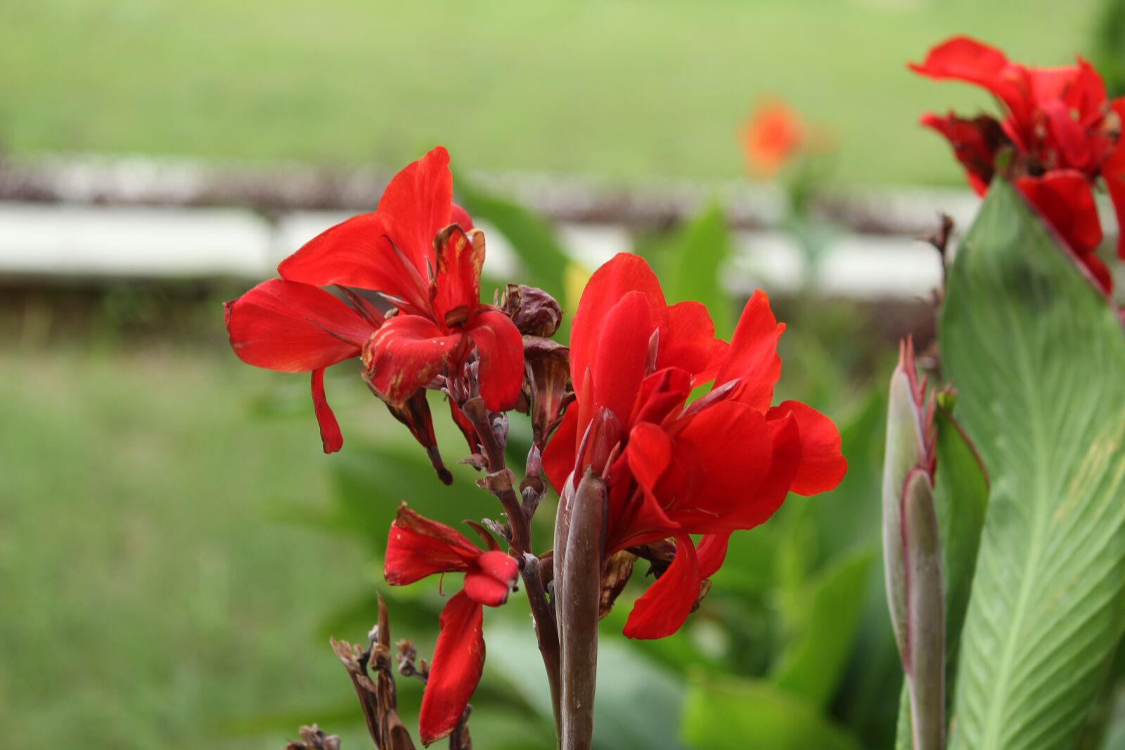 Canon EOS 1200D (EOS Rebel T5 / EOS Kiss X70 / EOS Hi) sample photo. Red, flower, green photography