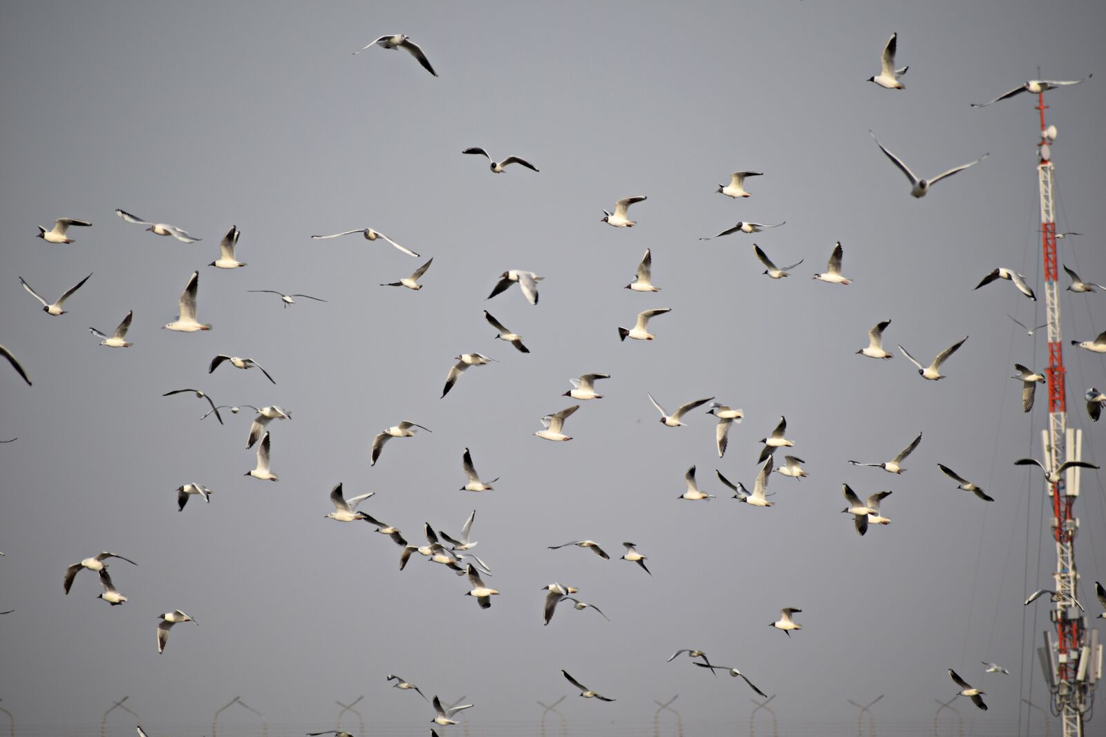 Nikon D3300 sample photo. Birds flock, flying, migrating photography
