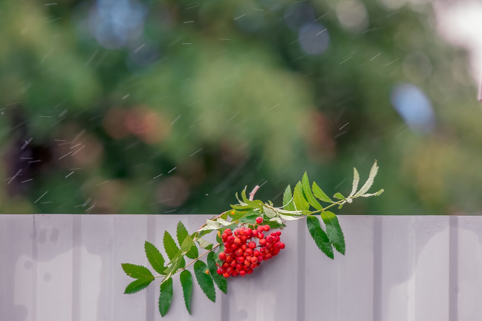 Nikon D7200 sample photo. Rowan, rain, nature photography