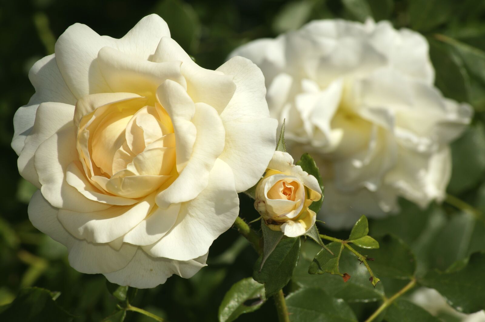 Sony SLT-A58 sample photo. Rose, white roses, blossom photography