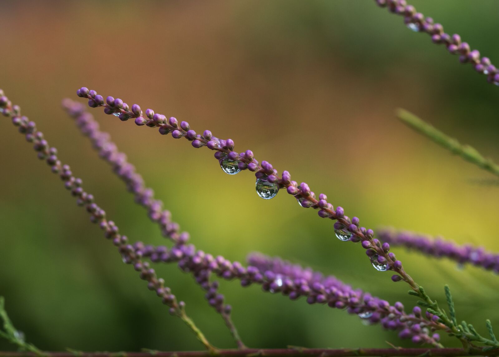 Nikon D5500 sample photo. Shrub, tamarix, flowers photography