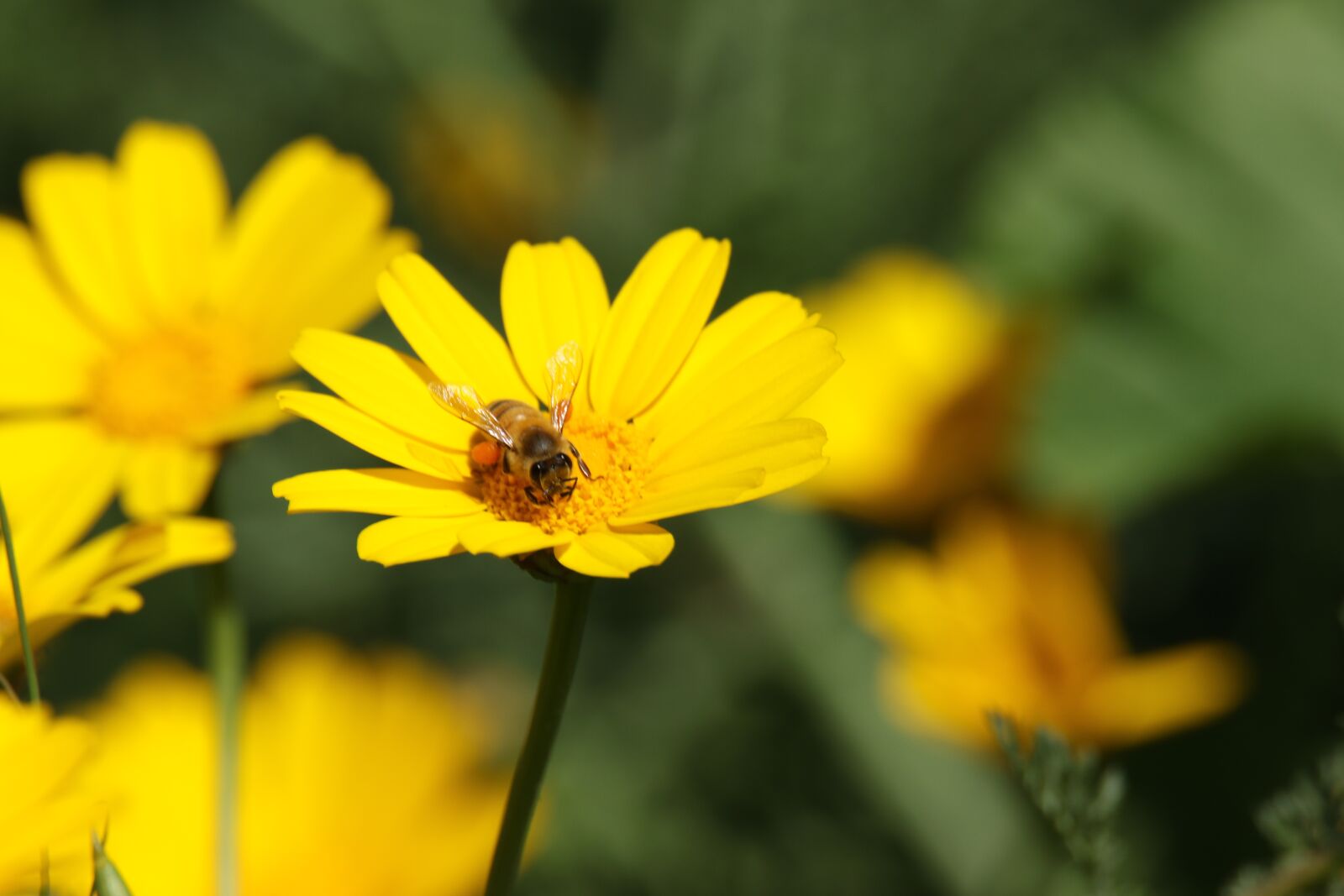 Canon EOS 7D Mark II sample photo. Insect, bee, flowers photography