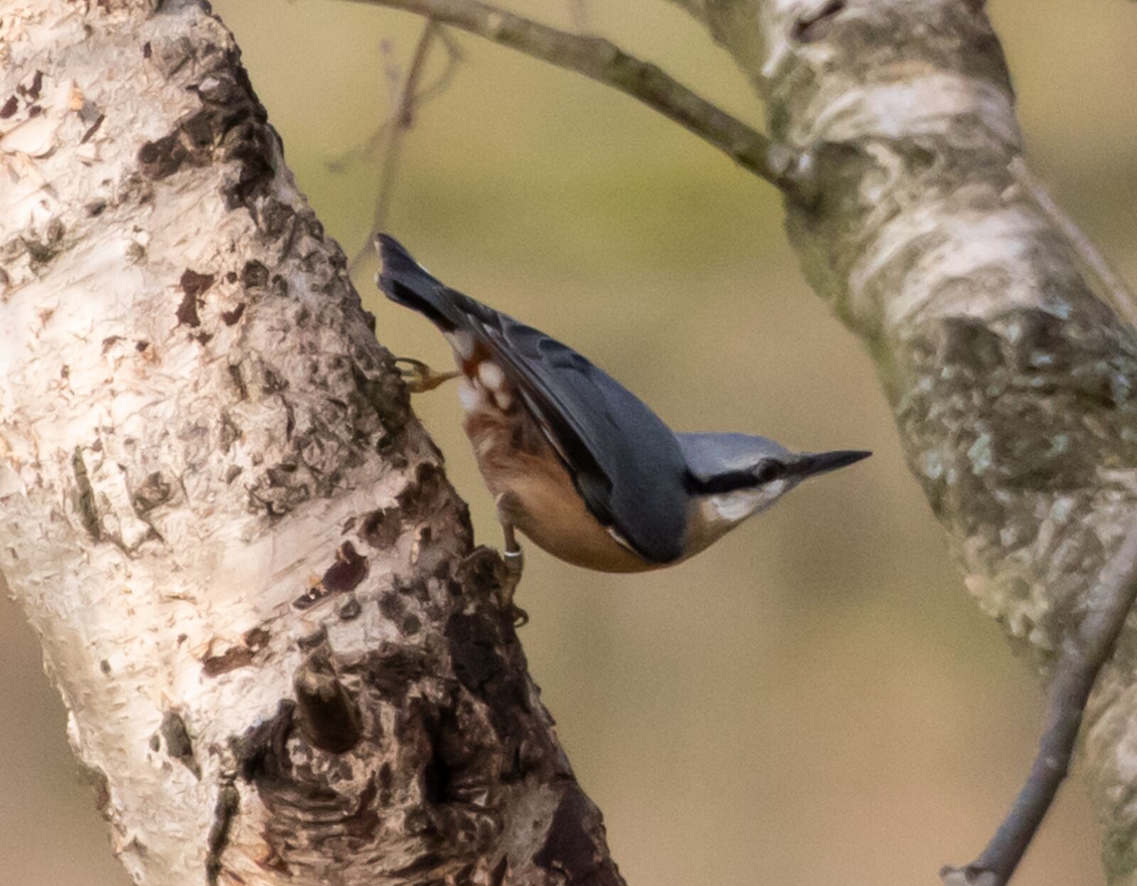 Canon EOS 7D Mark II sample photo. Nuthatch, bird, tree photography