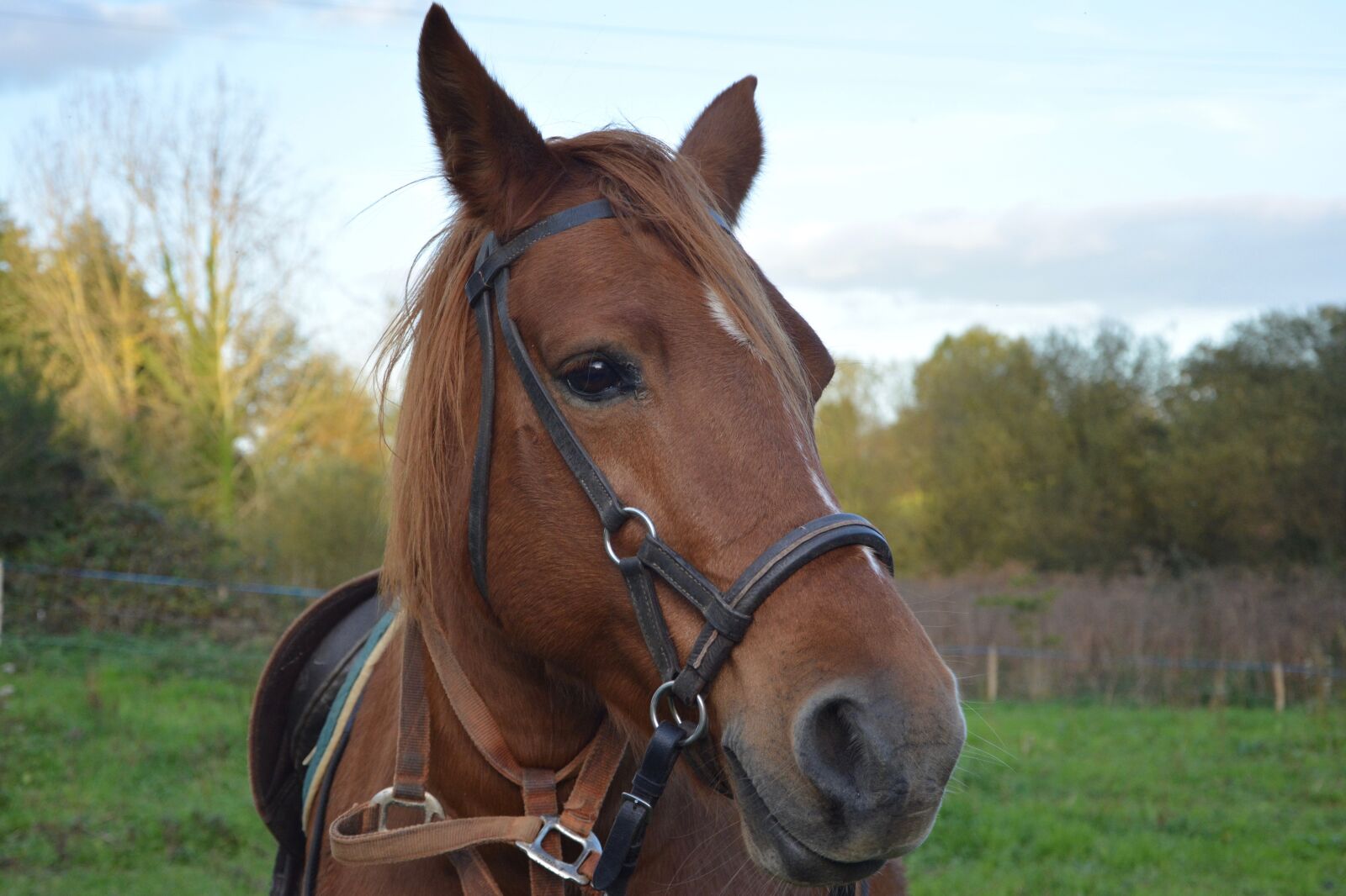 Nikon D5200 sample photo. Horse, mare, side pull photography