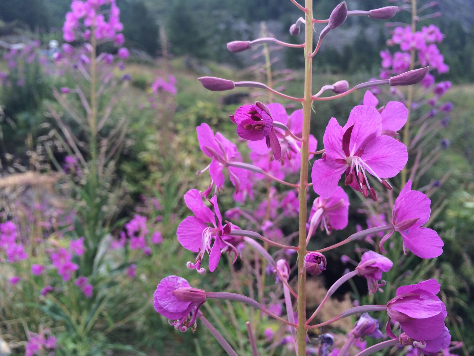 iPhone 5s back camera 4.15mm f/2.2 sample photo. Fireweed, purple, flower photography