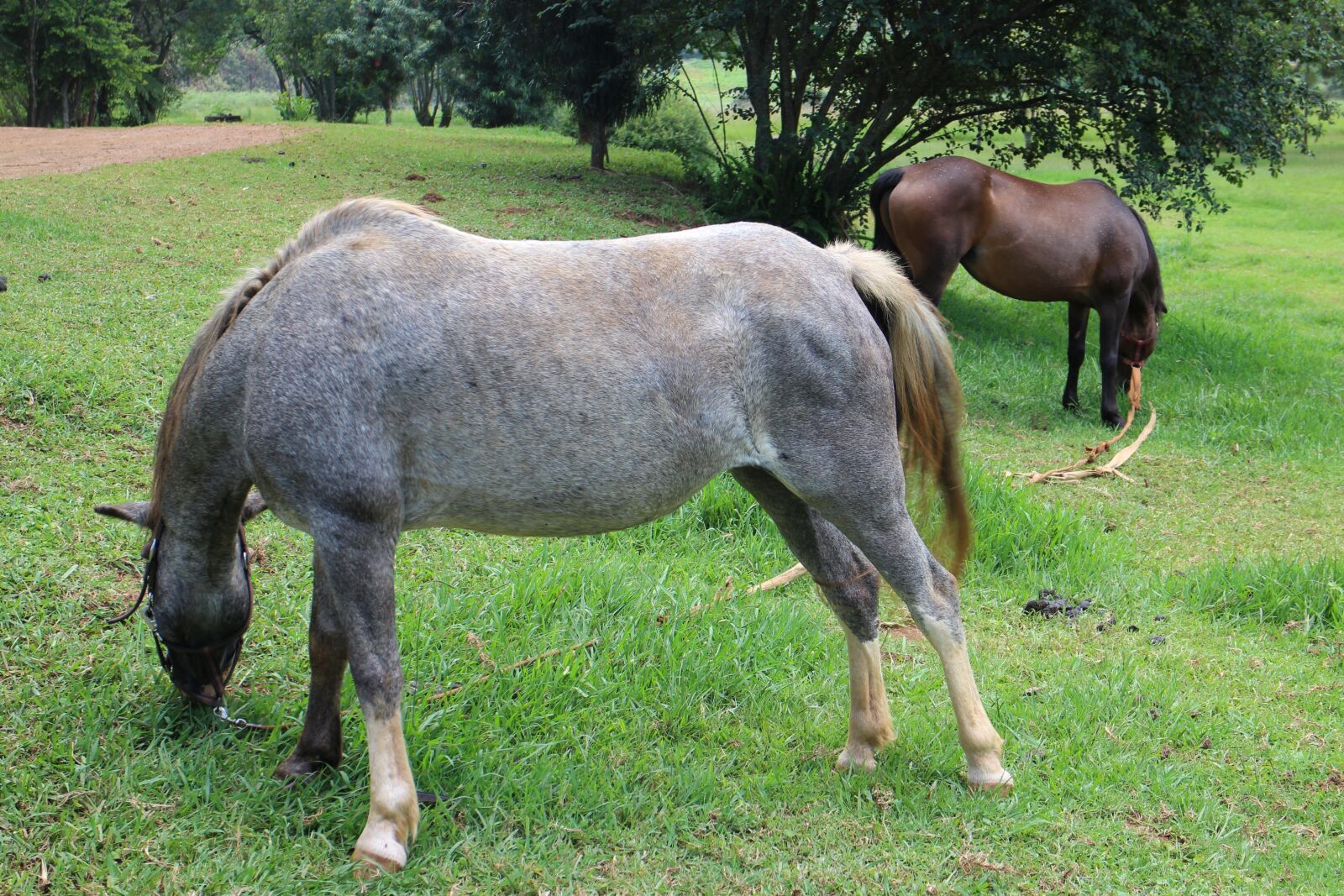 Canon EOS M sample photo. Mammal, grass, farm photography