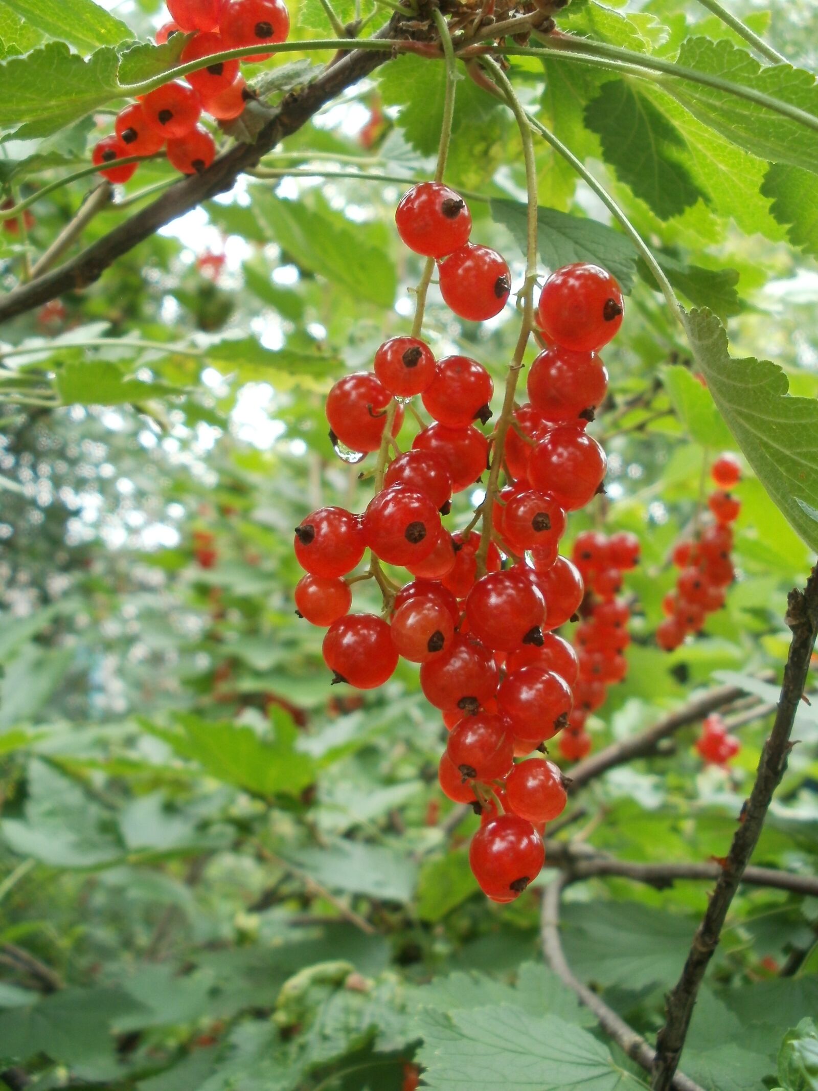 Olympus FE47,X43 sample photo. Berry, red, summer photography