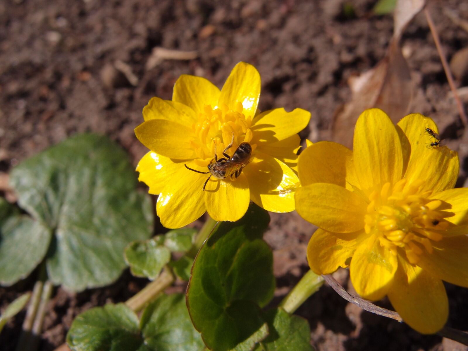 Olympus XZ-1 sample photo. Flowers, yellow flowers, spring photography