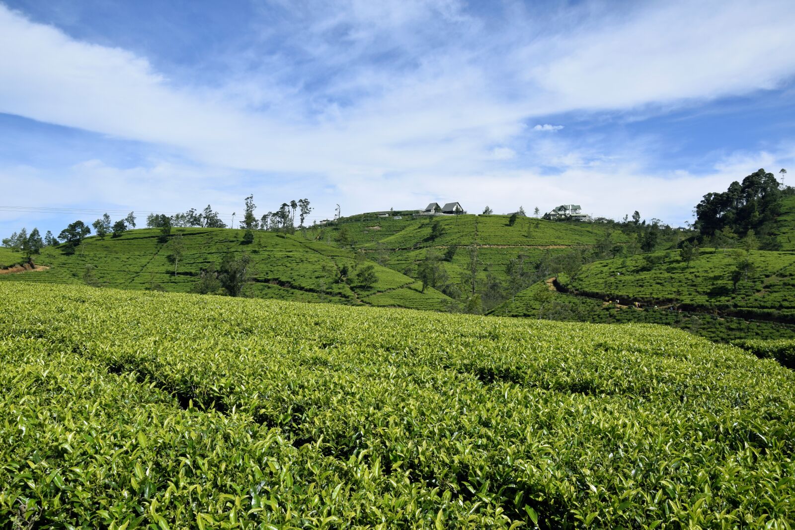 Nikon D5300 sample photo. Tea, sri lanka, ceylon photography