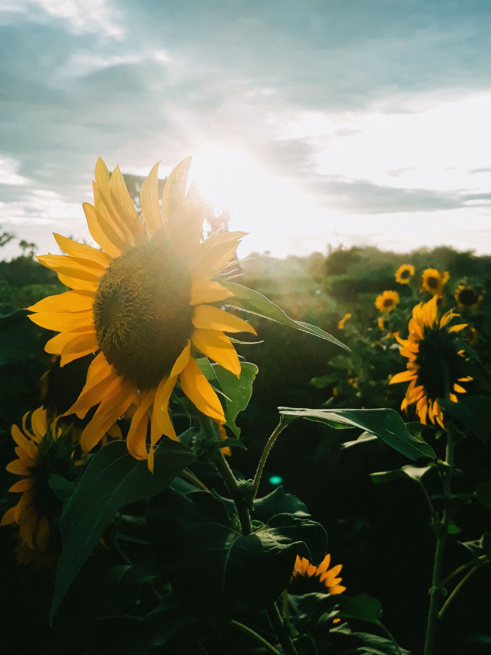 Samsung Galaxy J7 Pro sample photo. Sunflower, green, sunrise photography