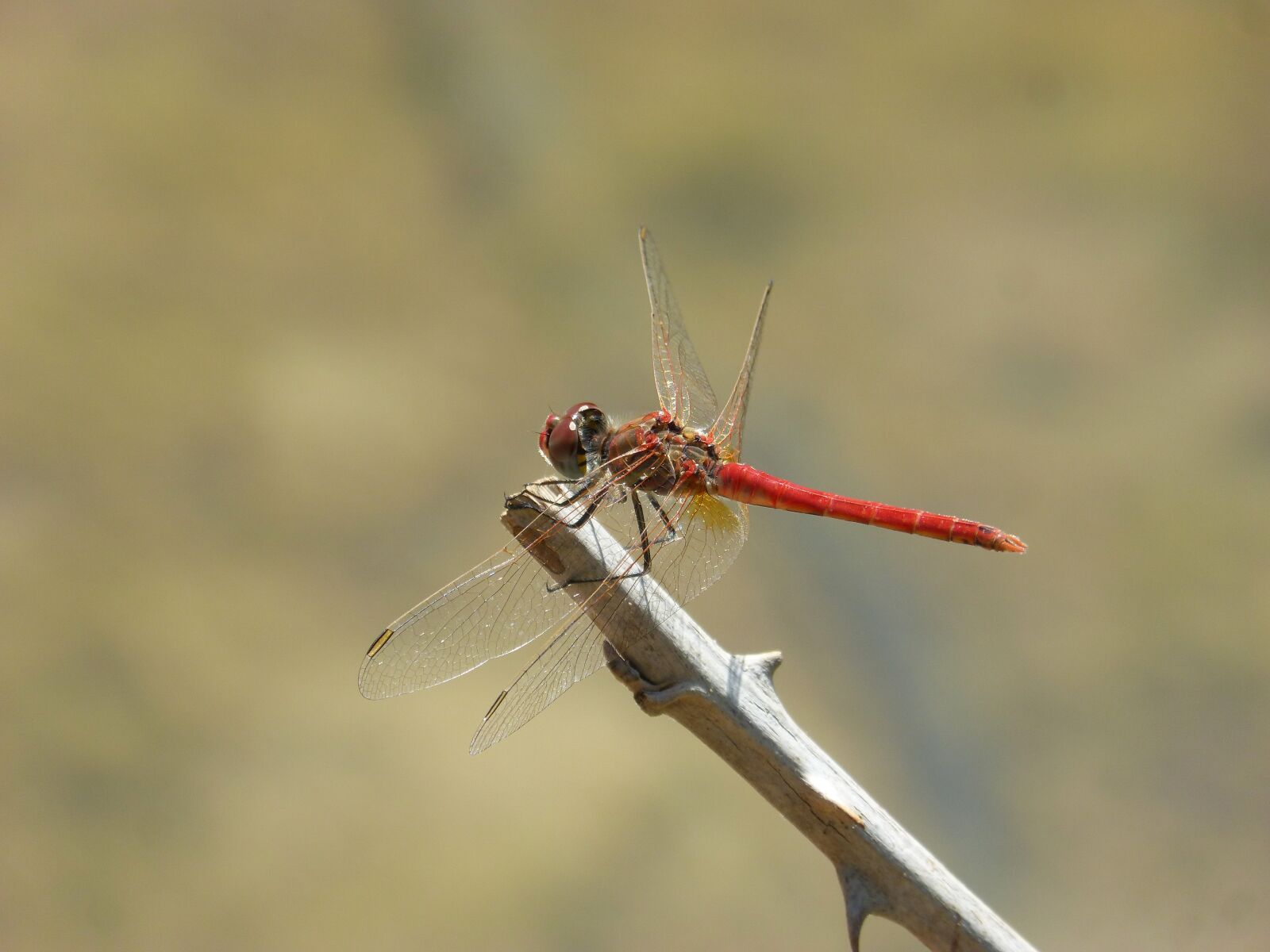 Panasonic DMC-FZ62 sample photo. Red dragonfly, branch, thorns photography