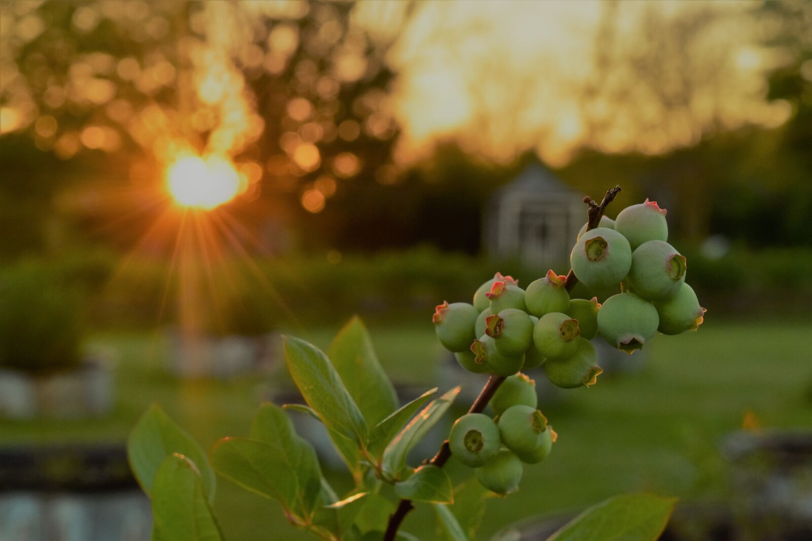 Nikon D5500 sample photo. Blueberries, blueberry, organic, organic photography