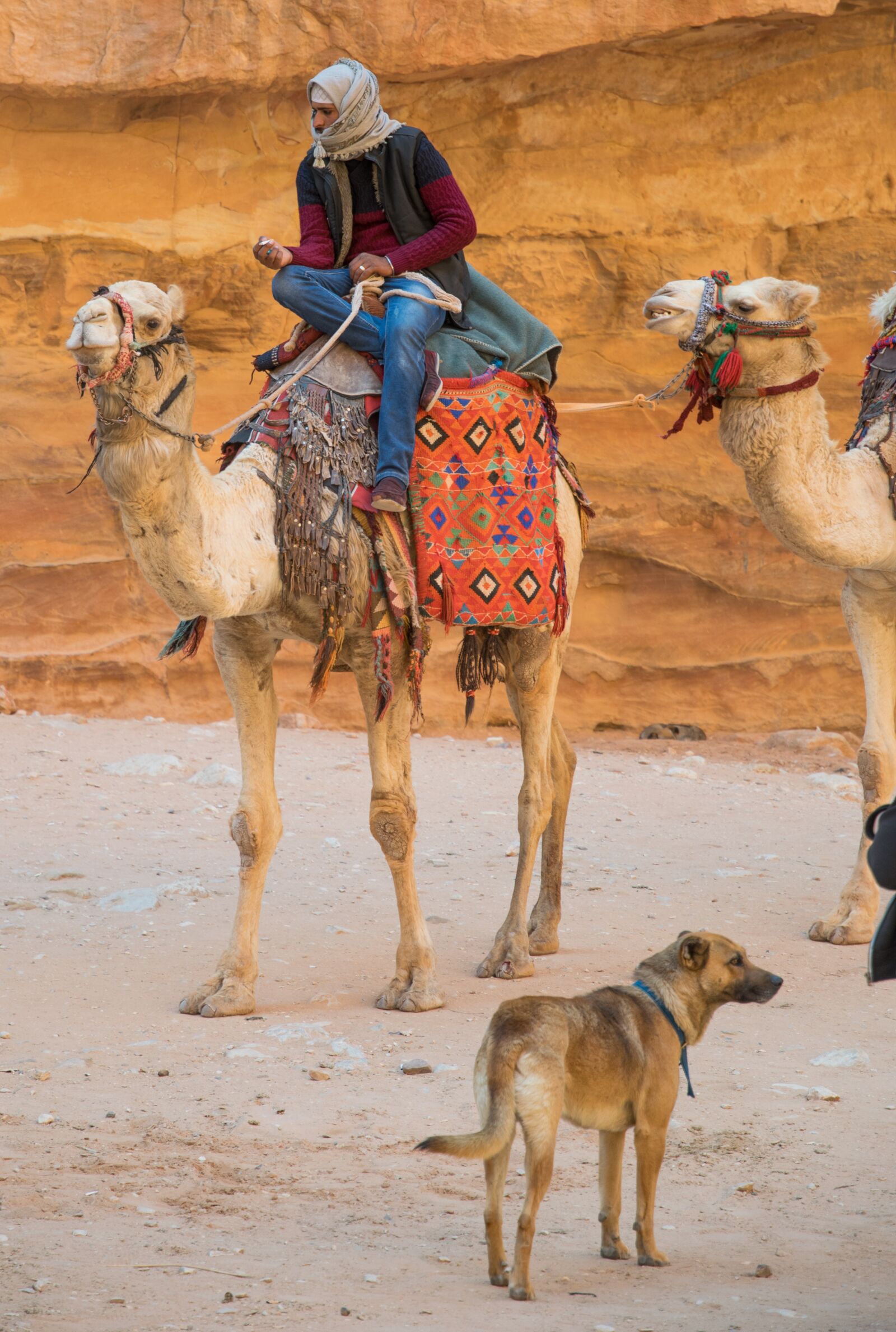 Nikon D5300 sample photo. Petra, dromedary, bedouin photography