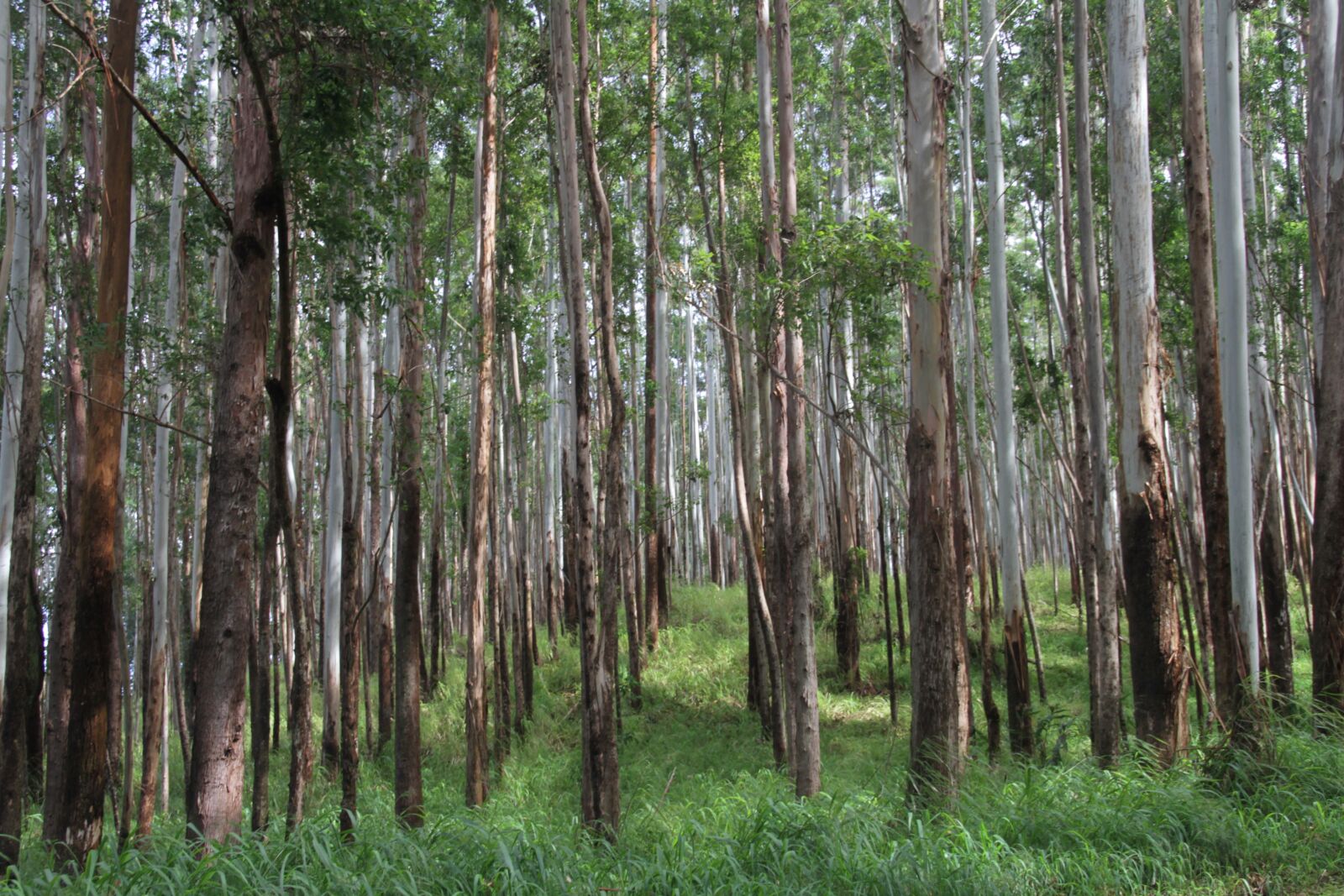 Canon EOS 7D sample photo. Trunks, woods, forest photography