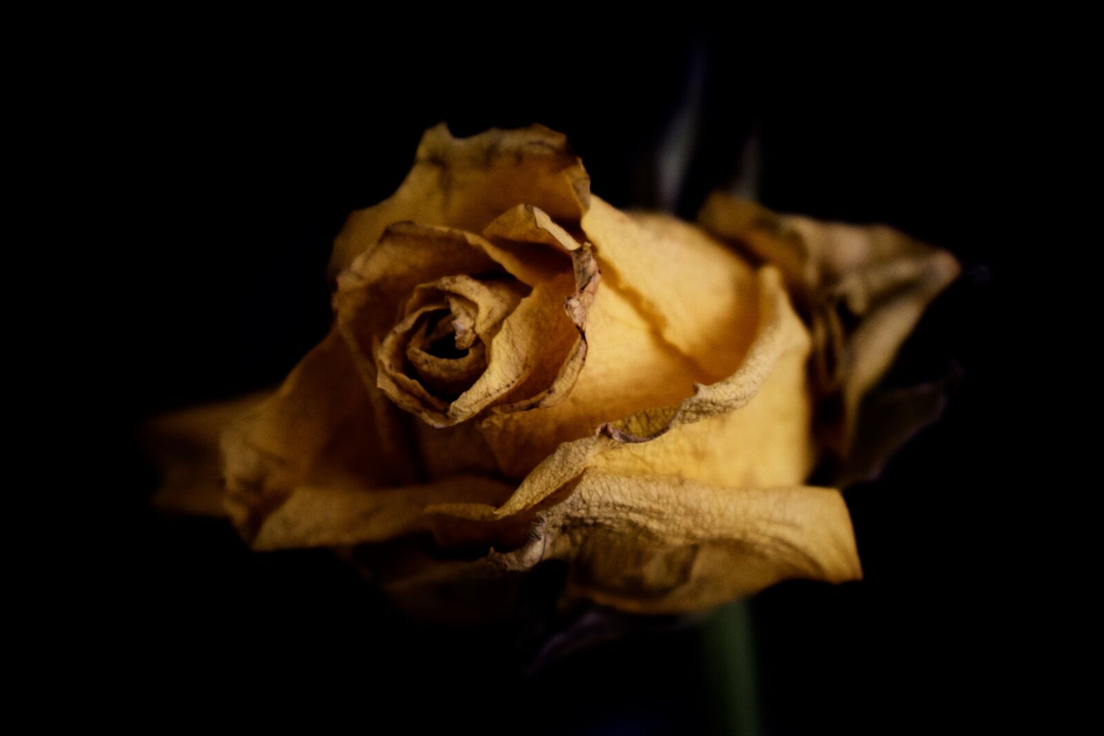 Nikon D3300 sample photo. No person, nature, a photography