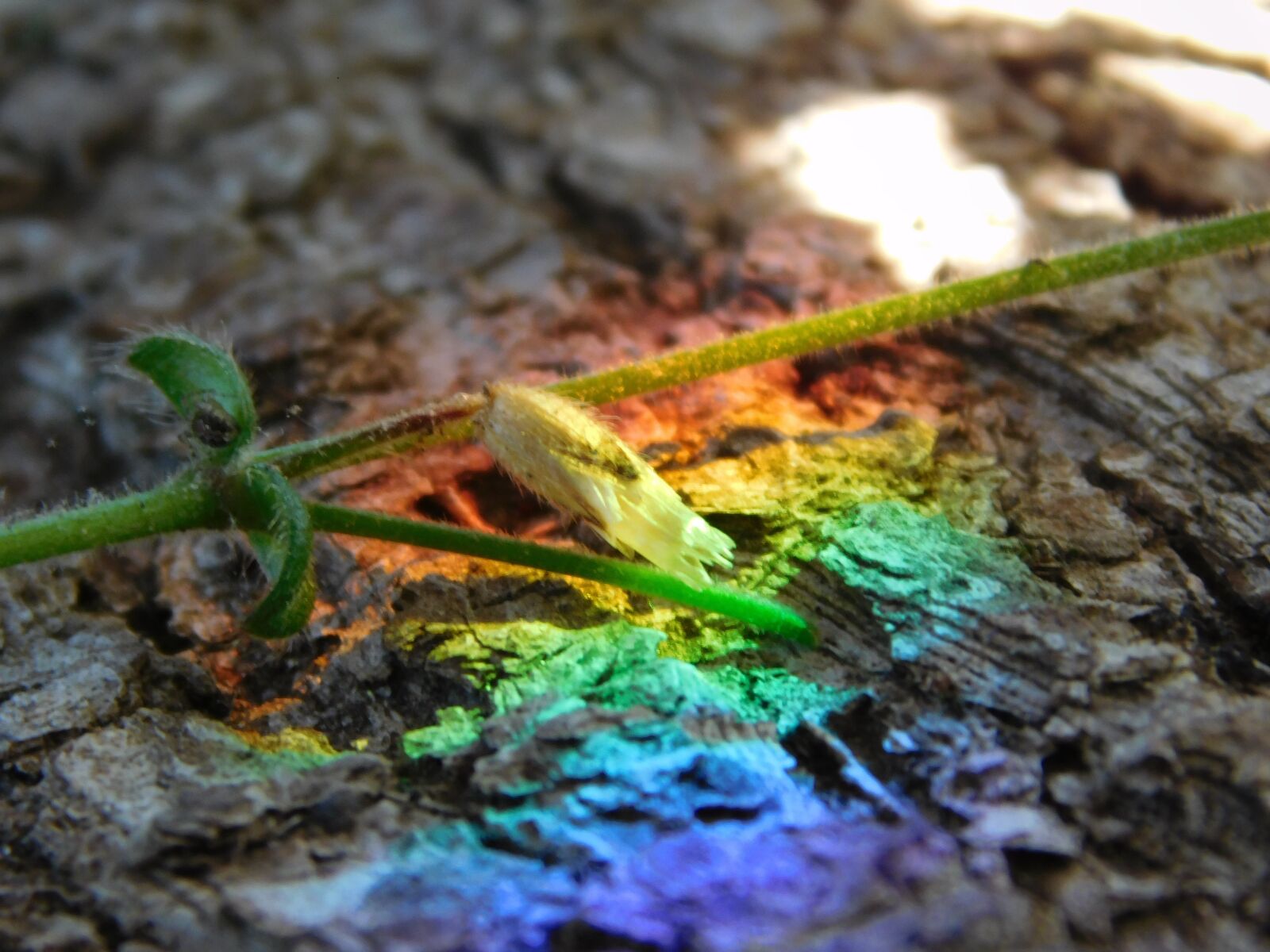 Nikon Coolpix L840 sample photo. Rainbow, bark, summer photography