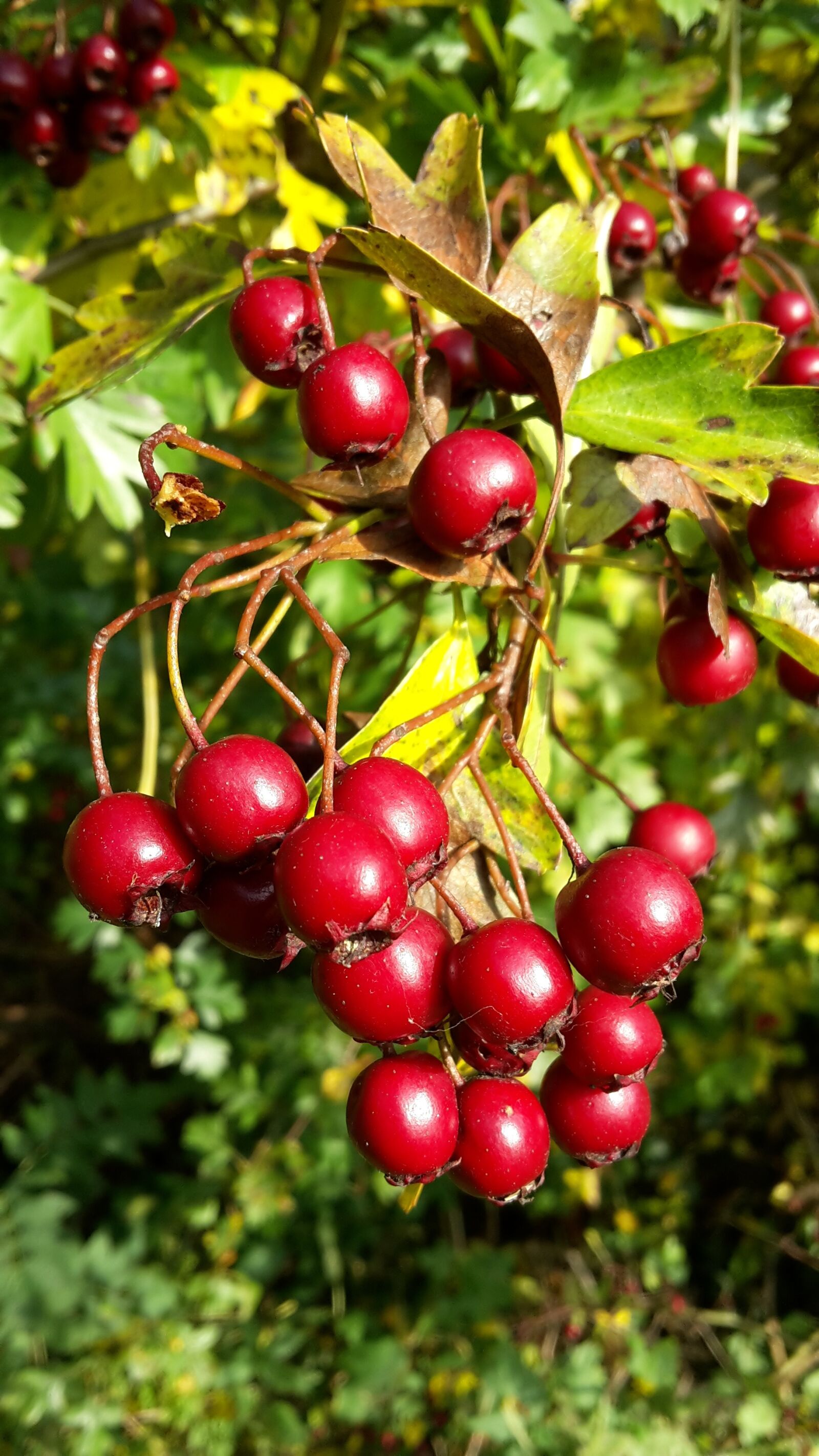 Samsung Galaxy S5 Mini sample photo. Hawthorn, tree, bush photography