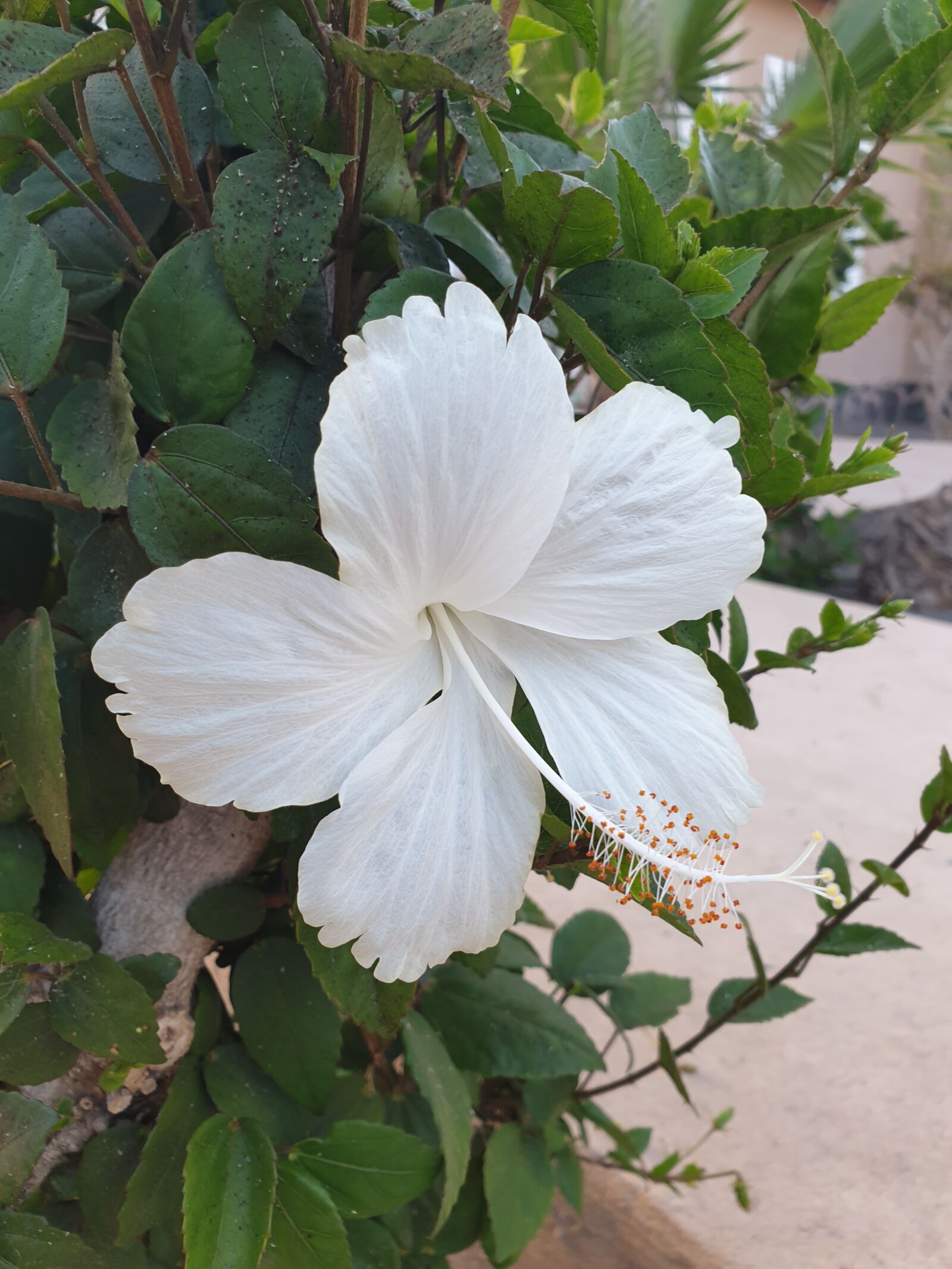 Samsung Galaxy S9 sample photo. Flower, tropical flora, white photography