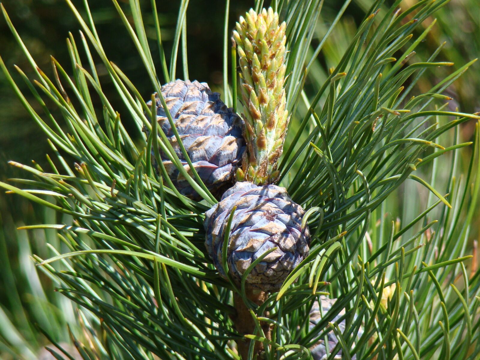 Sony Cyber-shot DSC-H50 sample photo. Cones, spruce, sprig photography