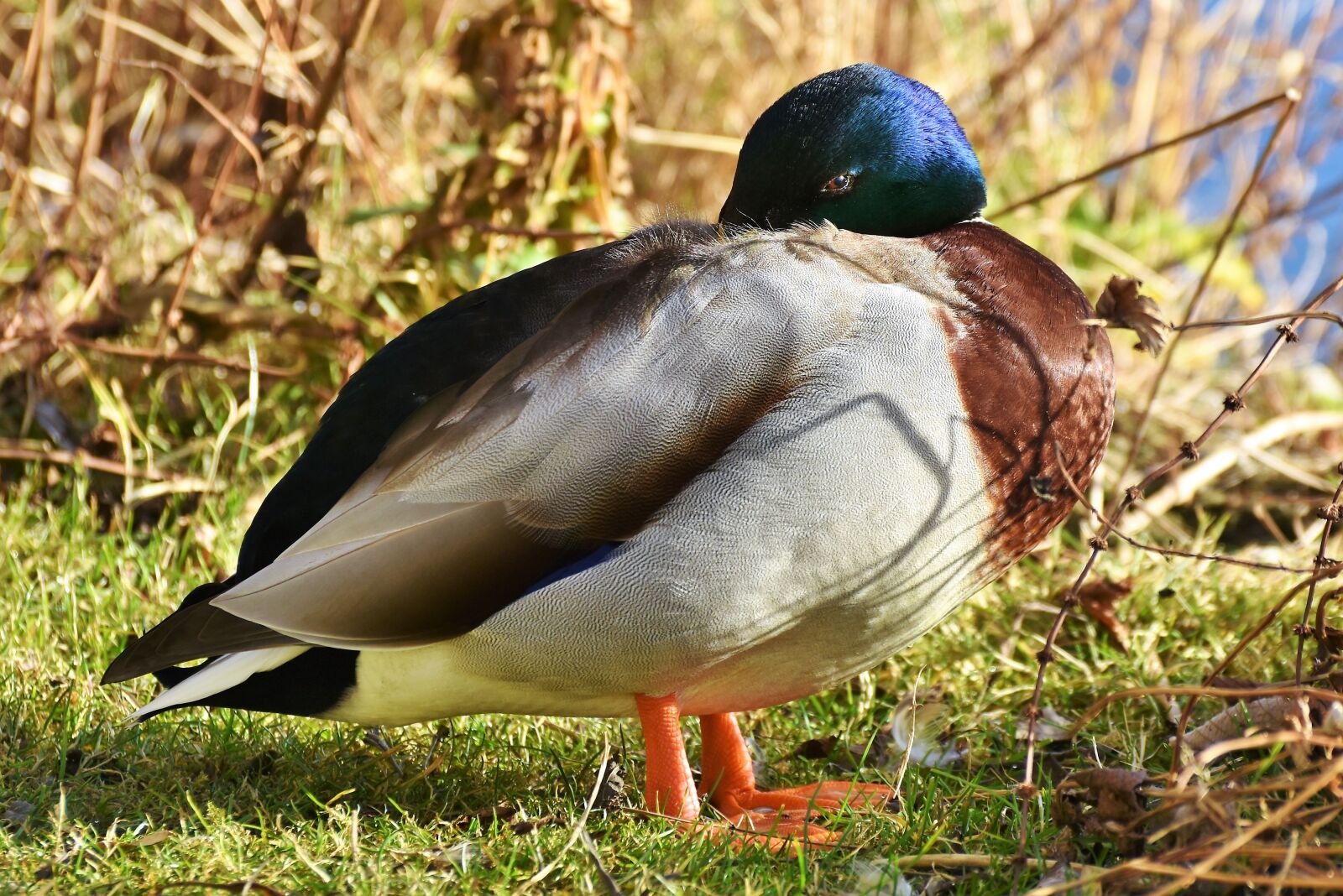 Nikon D7200 sample photo. Ducks, waterfowl, mallard photography