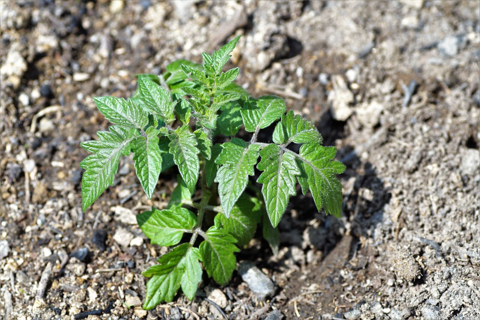 Sony SLT-A58 sample photo. Tomato, seedlings, garden photography