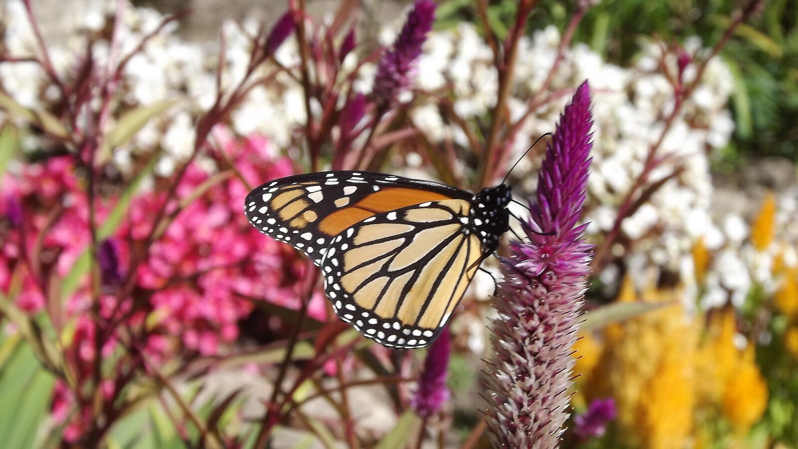 Fujifilm FinePix S3400 sample photo. Flora, flowers, monarch butterfly photography
