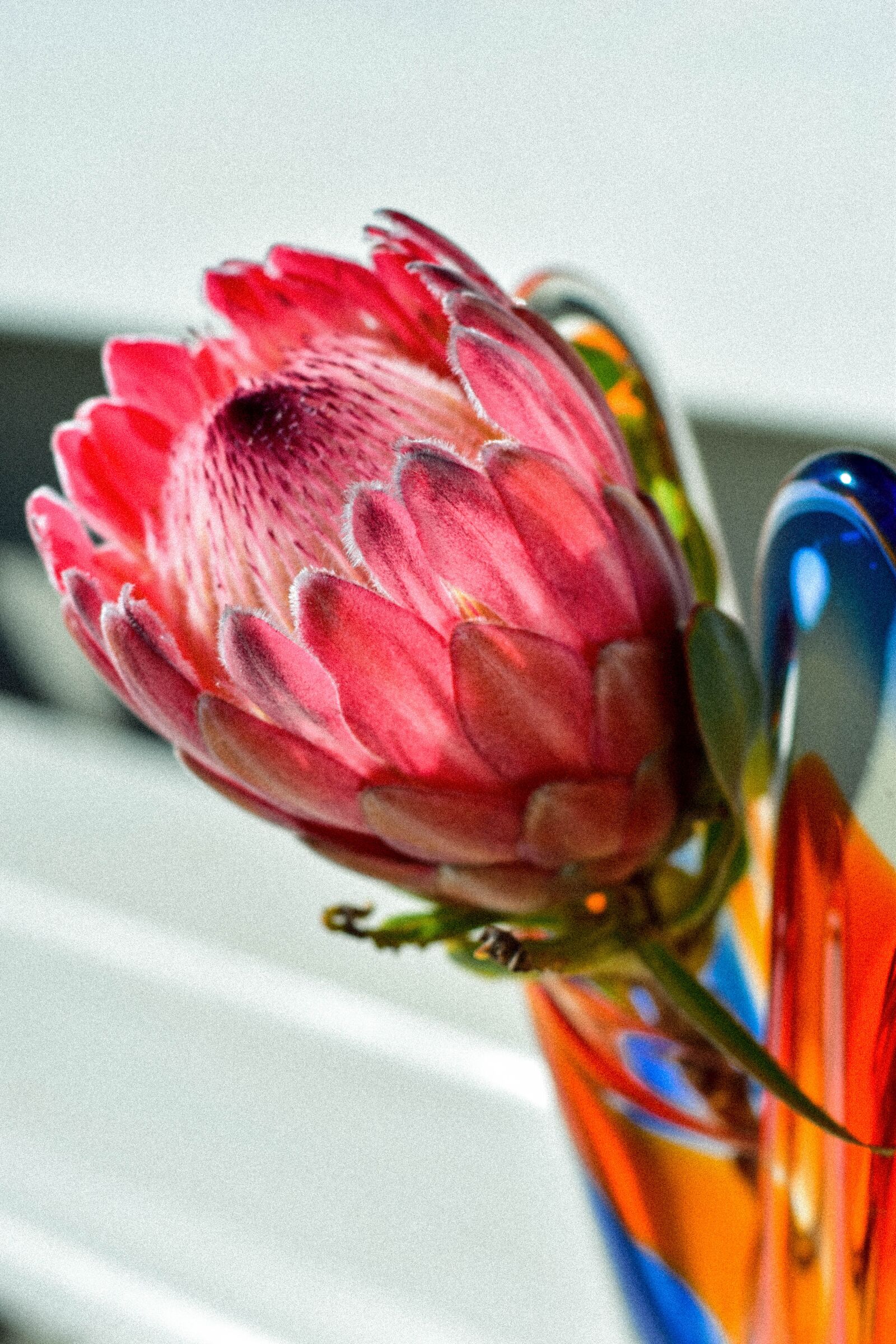 Nikon D5500 sample photo. Protea, flower, vase photography
