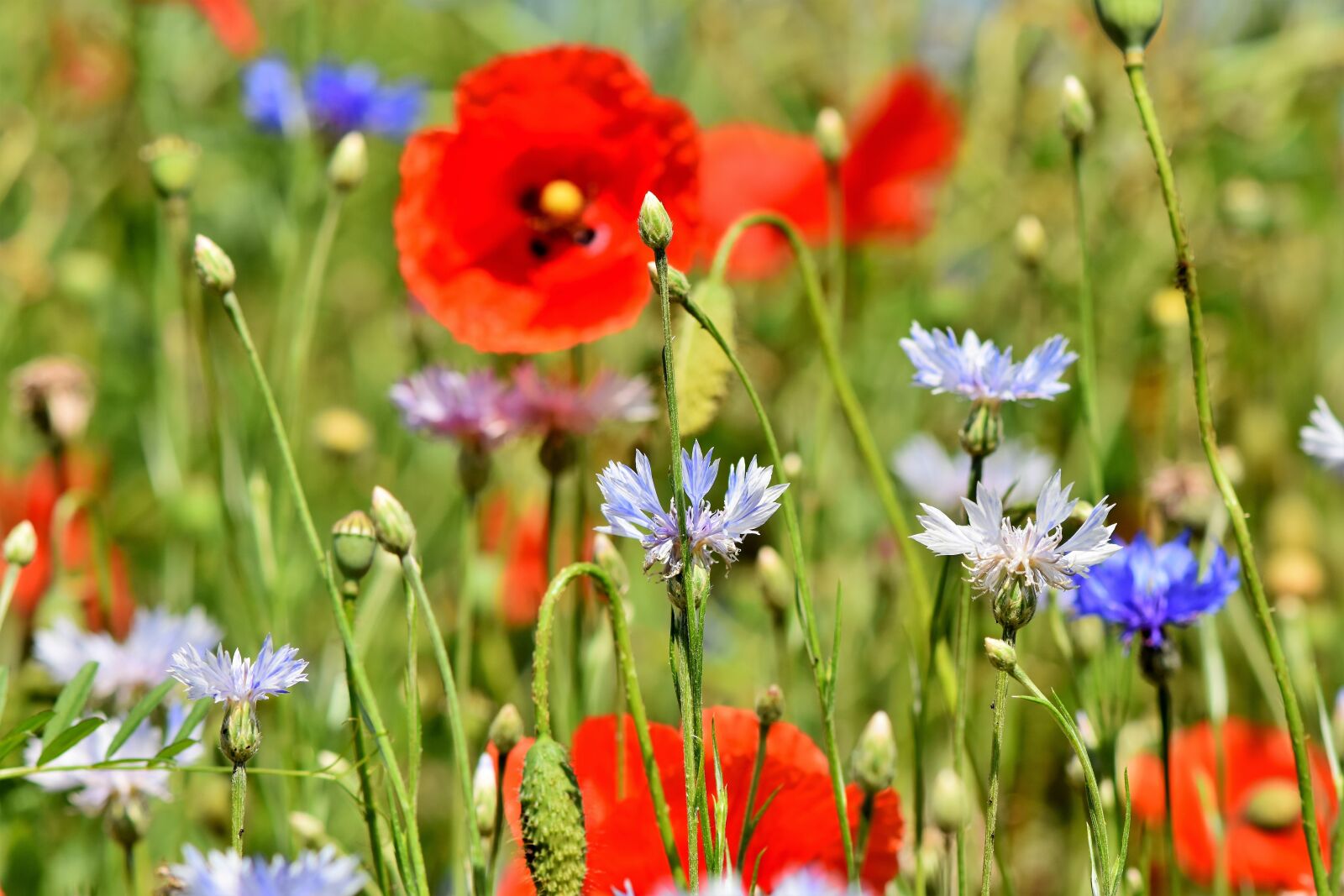 Nikon D7200 sample photo. Alpine cornflower, cornflowers, flowers photography