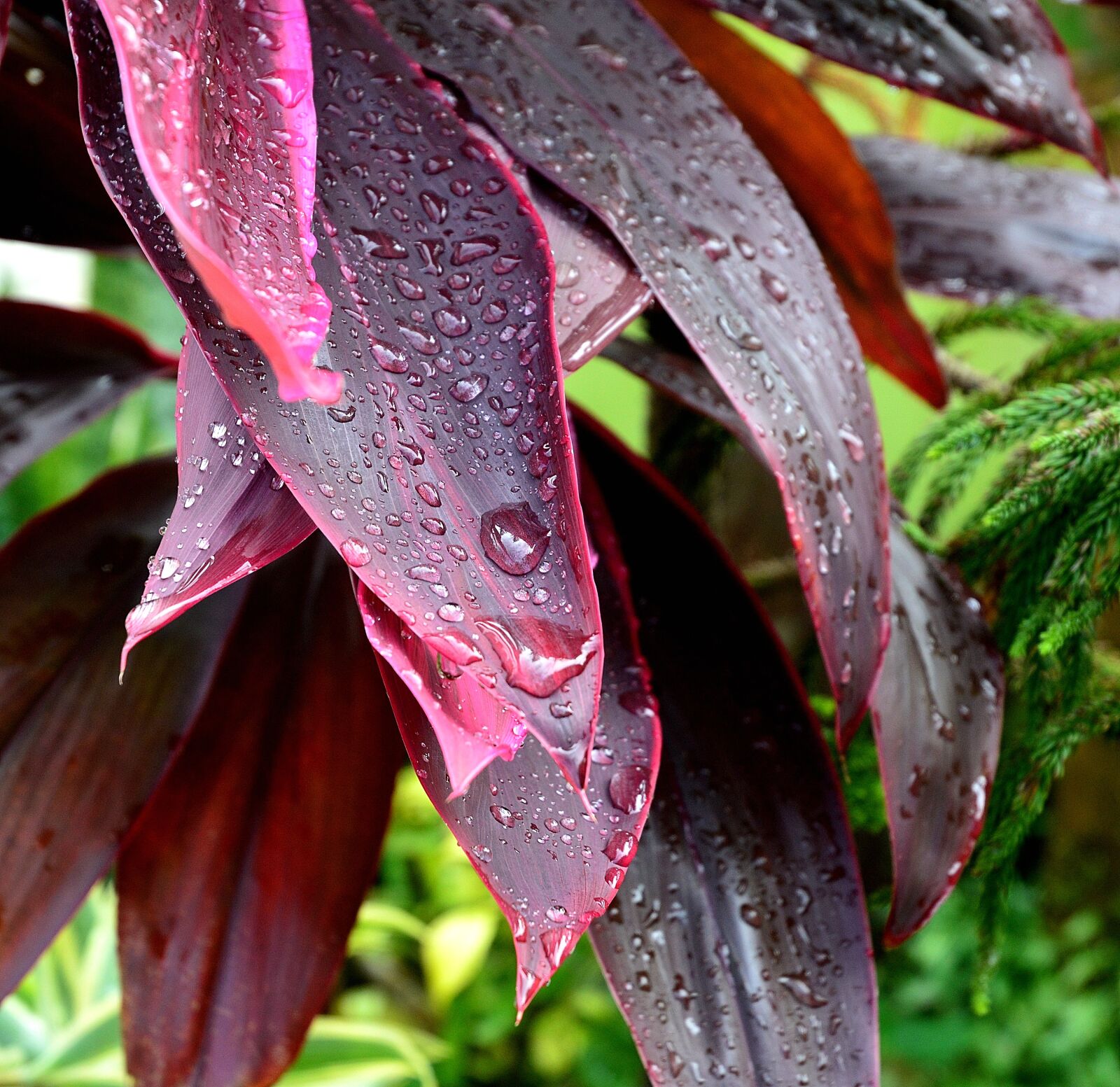 Nikon D3200 sample photo. After the rain, leaves photography
