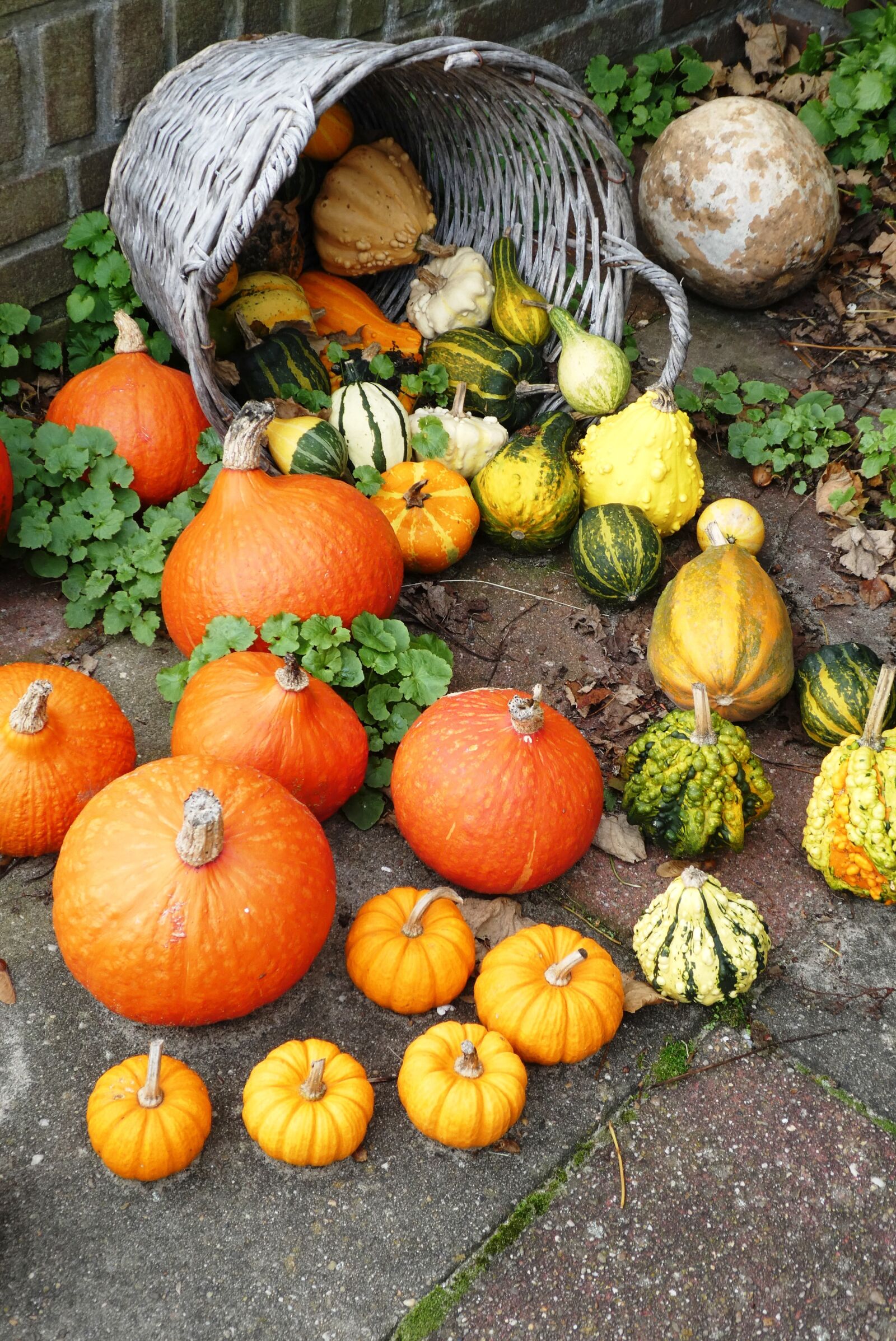 Panasonic Lumix DC-ZS70 (Lumix DC-TZ90) sample photo. Pumpkin, fruit, autumn photography