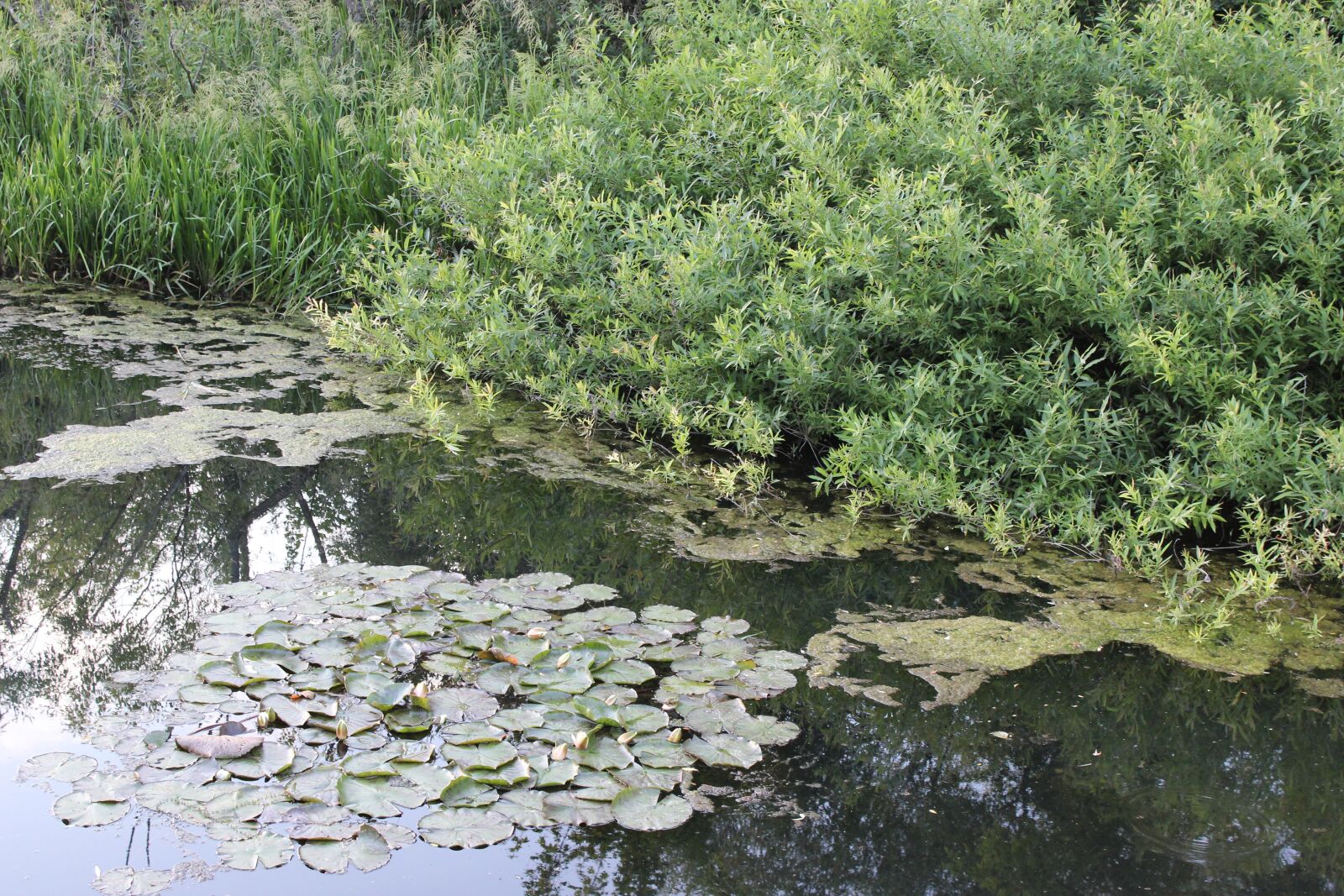 Canon EOS 600D (Rebel EOS T3i / EOS Kiss X5) sample photo. Riverside, greenery, nature photography
