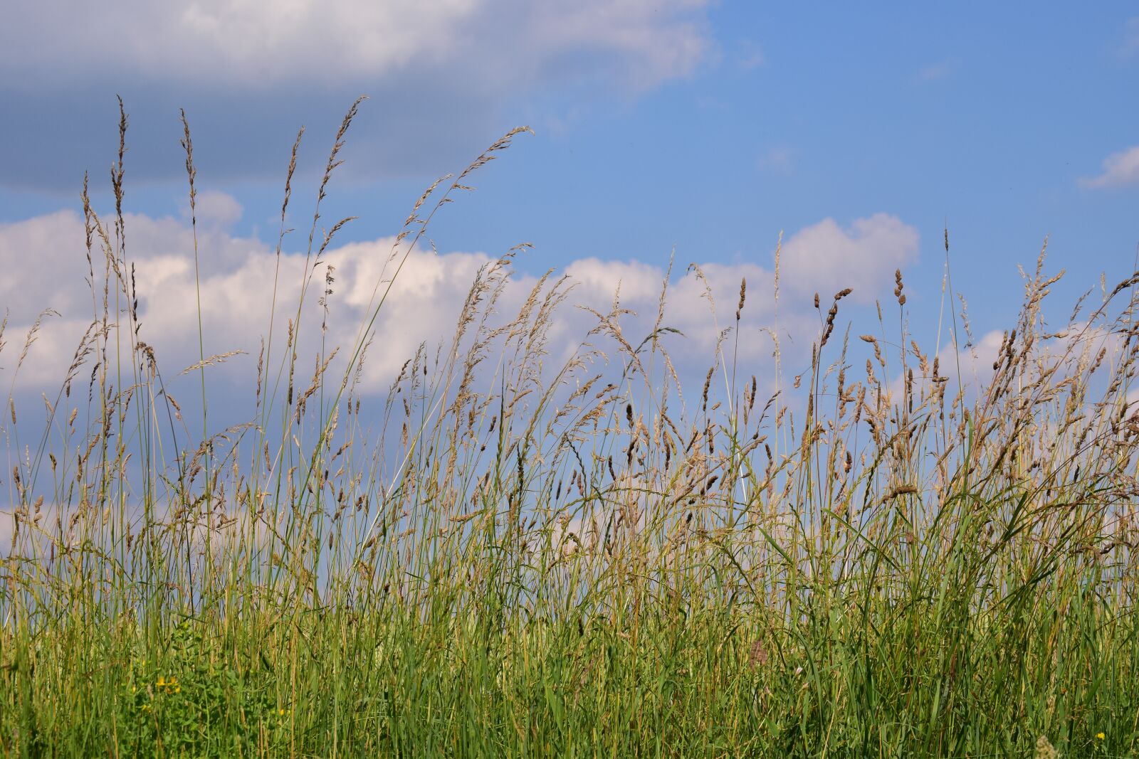 Nikon D3300 sample photo. Meadow, summer meadow, grass photography