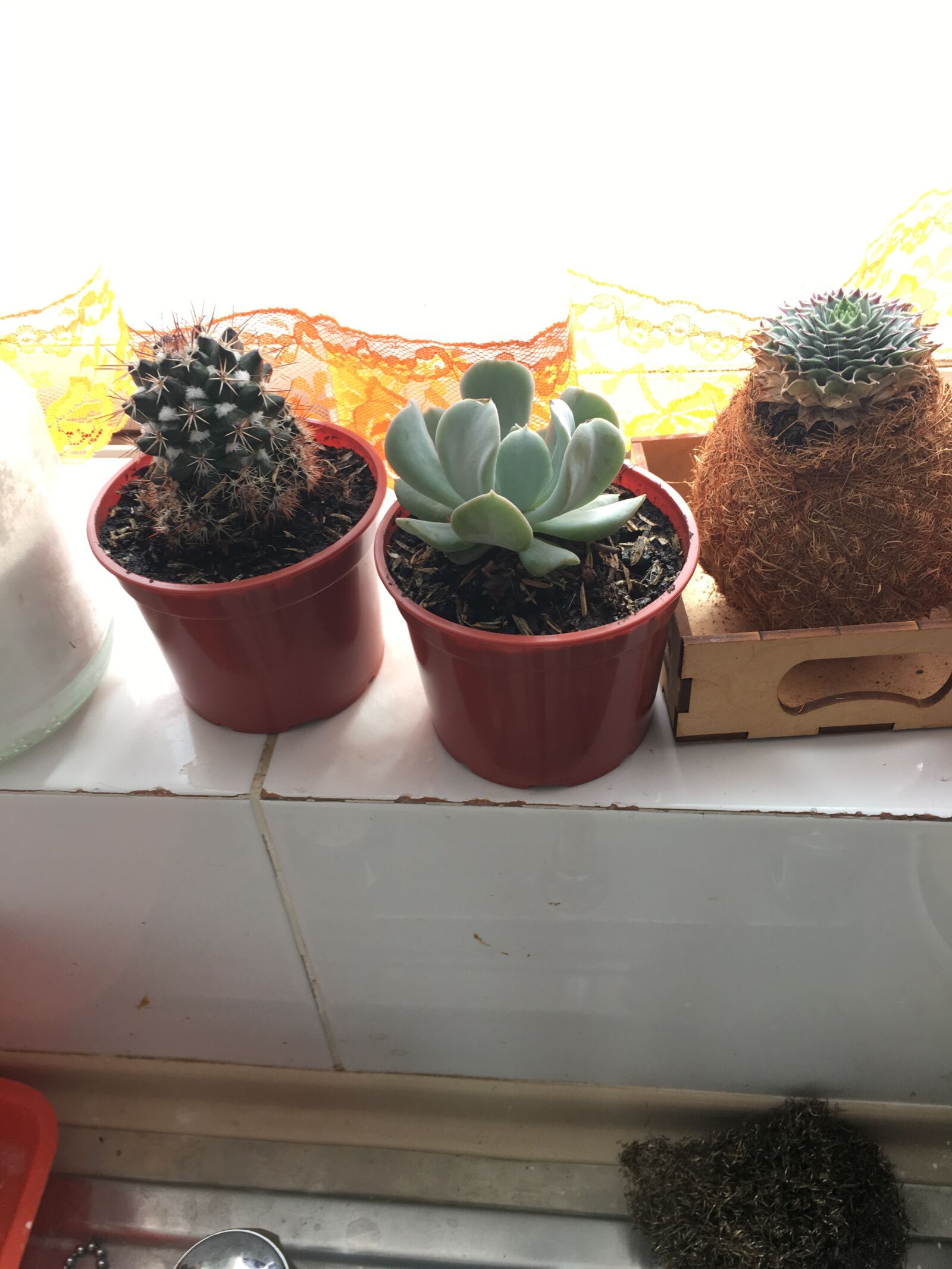 Apple iPhone 6s sample photo. Cactus, plantas, verde photography