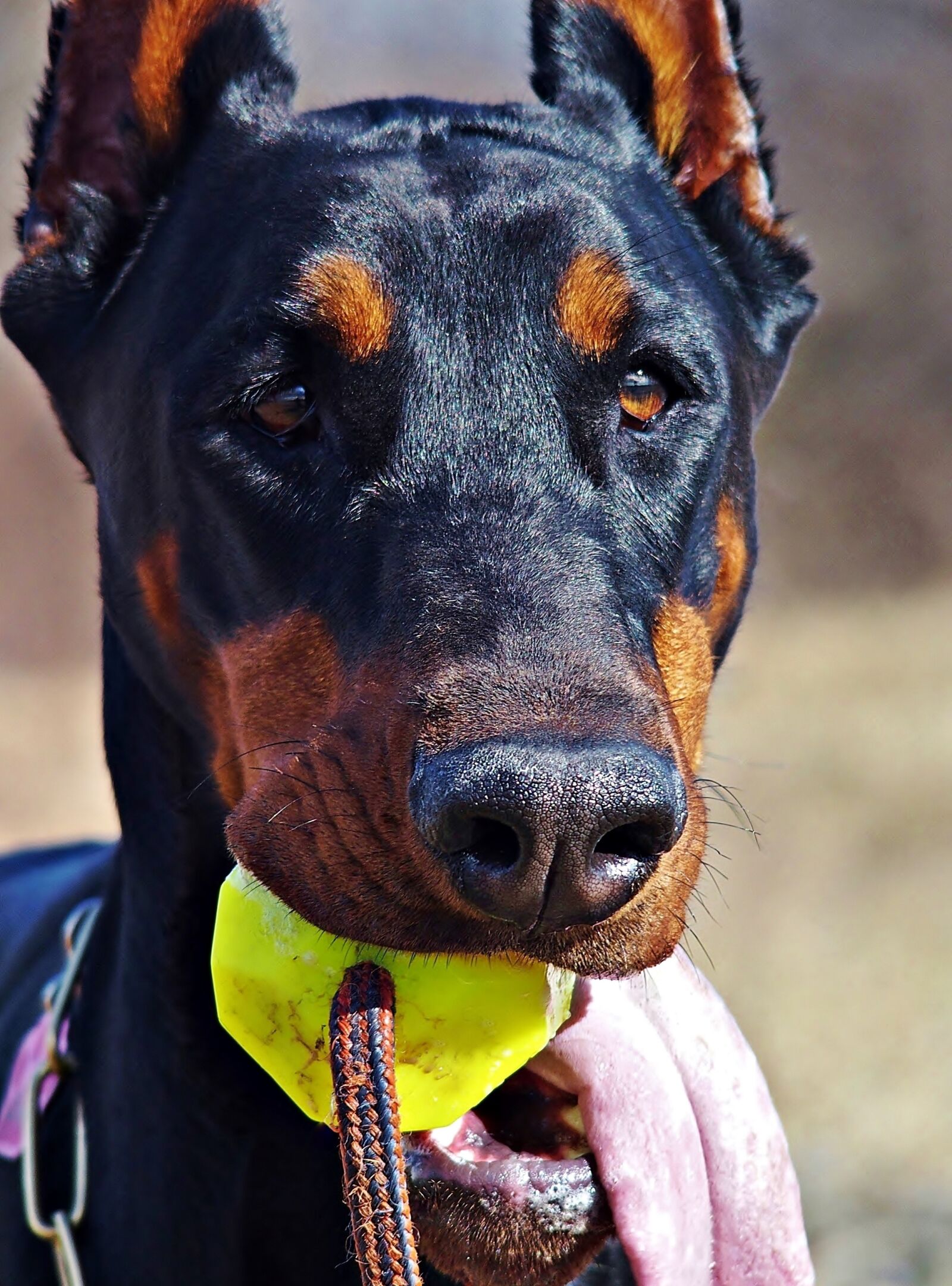 Olympus STYLUS1,1s sample photo. Doberman, labd j val photography
