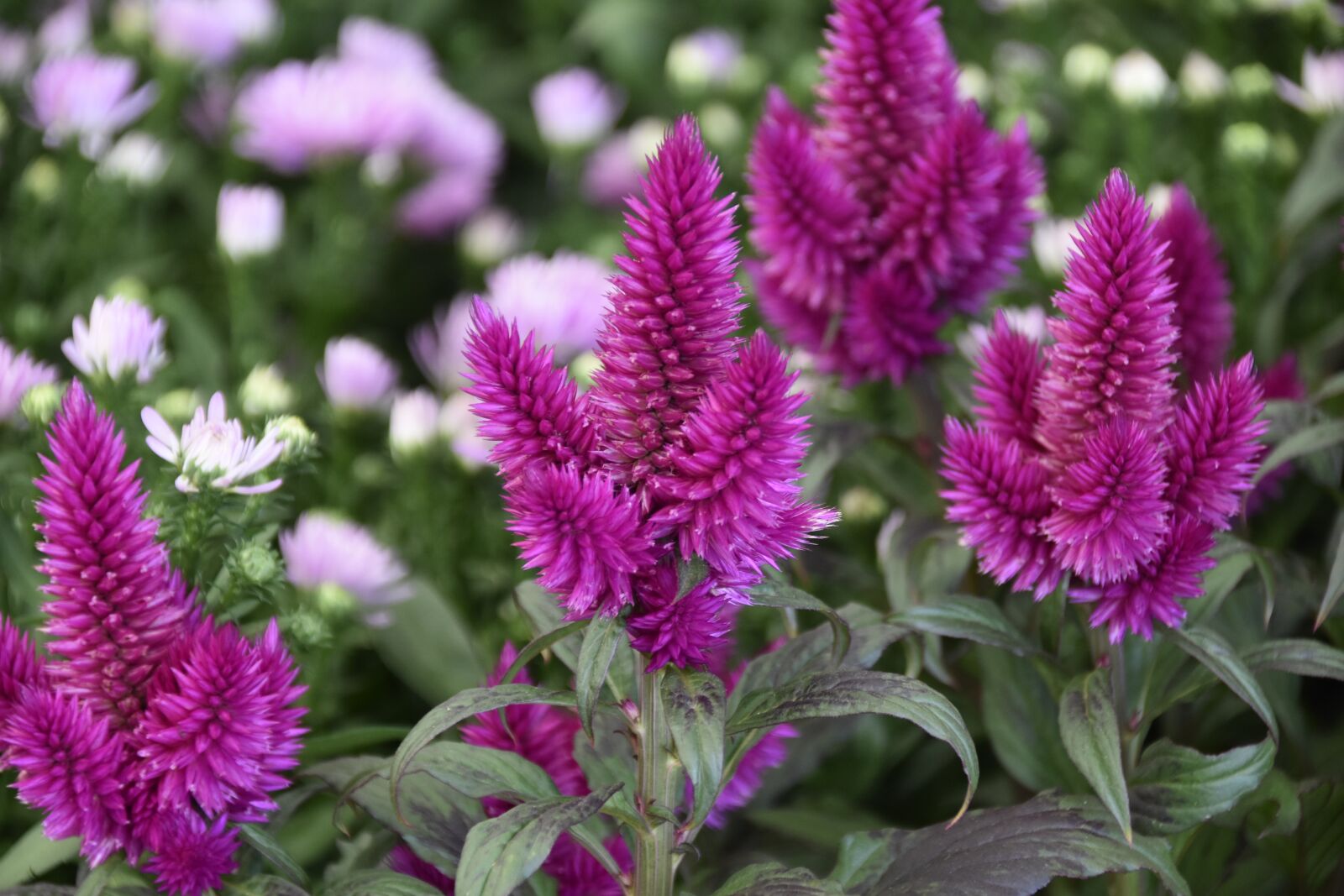 Nikon D5600 sample photo. Flower, flowers celosie caracas photography