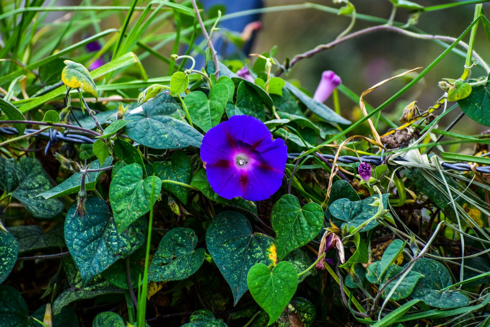 Nikon D3400 sample photo. Flower, violet, purple photography