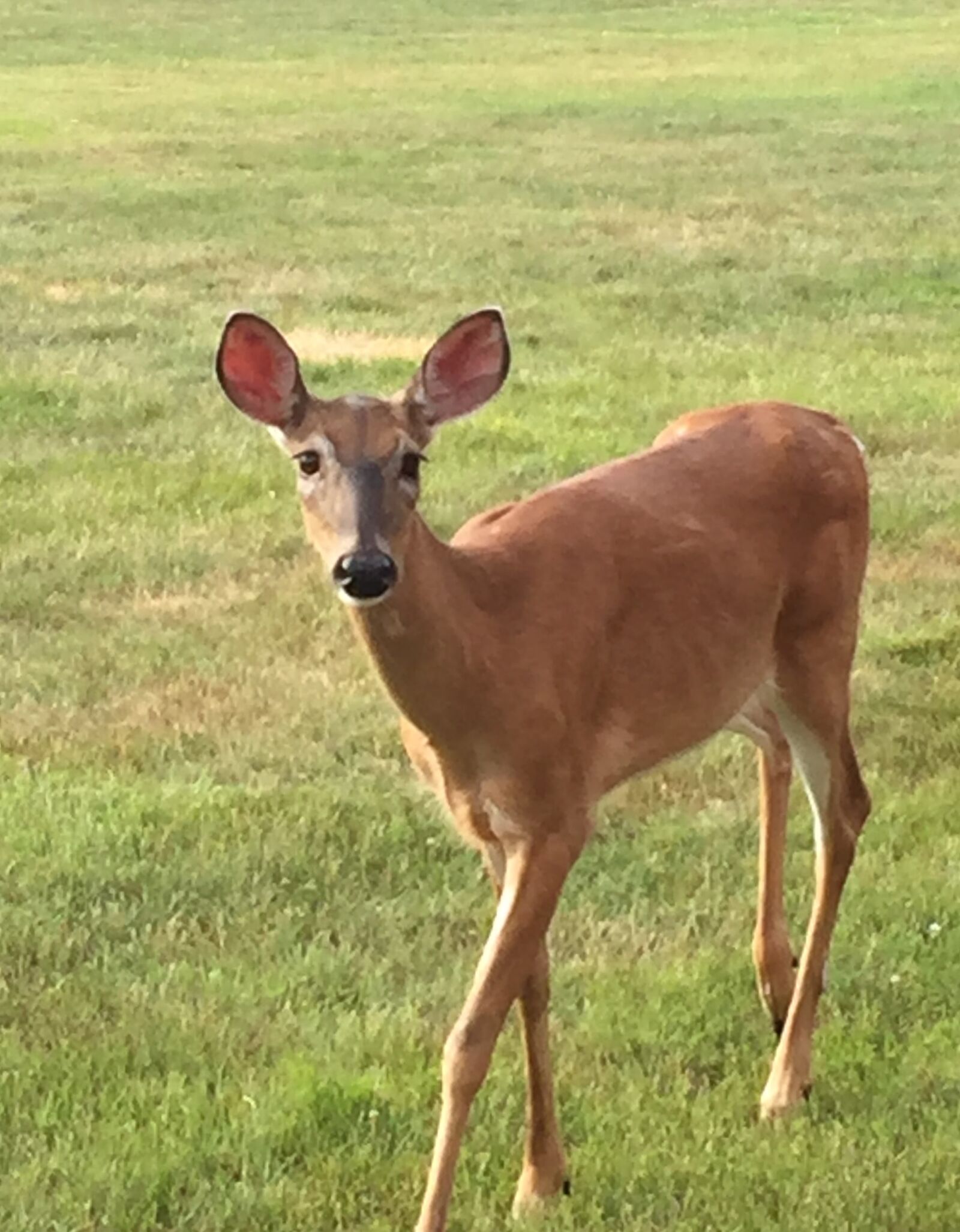 Apple iPhone 6 Plus sample photo. Deer, nature, animal photography