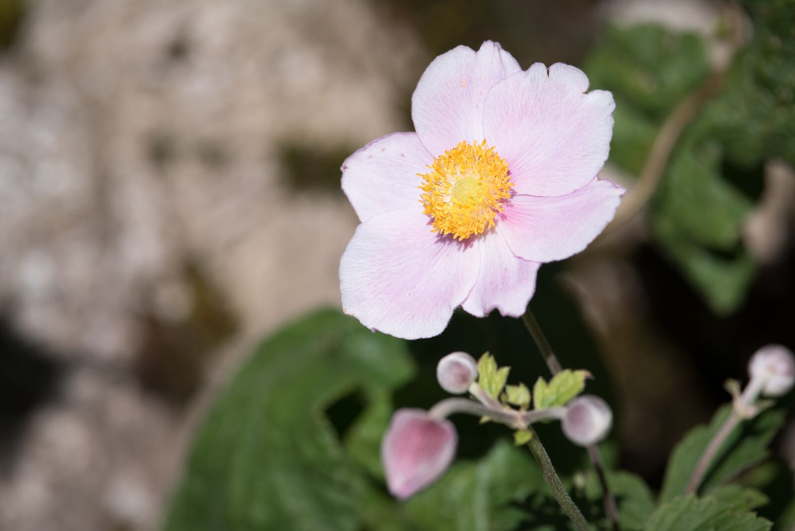 Nikon D750 sample photo. Anemone, fall anemone, blossom photography
