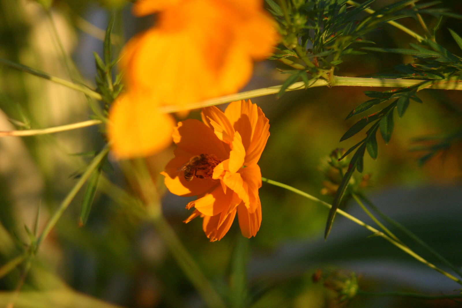 Canon EOS 300D (EOS Digital Rebel / EOS Kiss Digital) sample photo. Beautiful, flower, bee photography