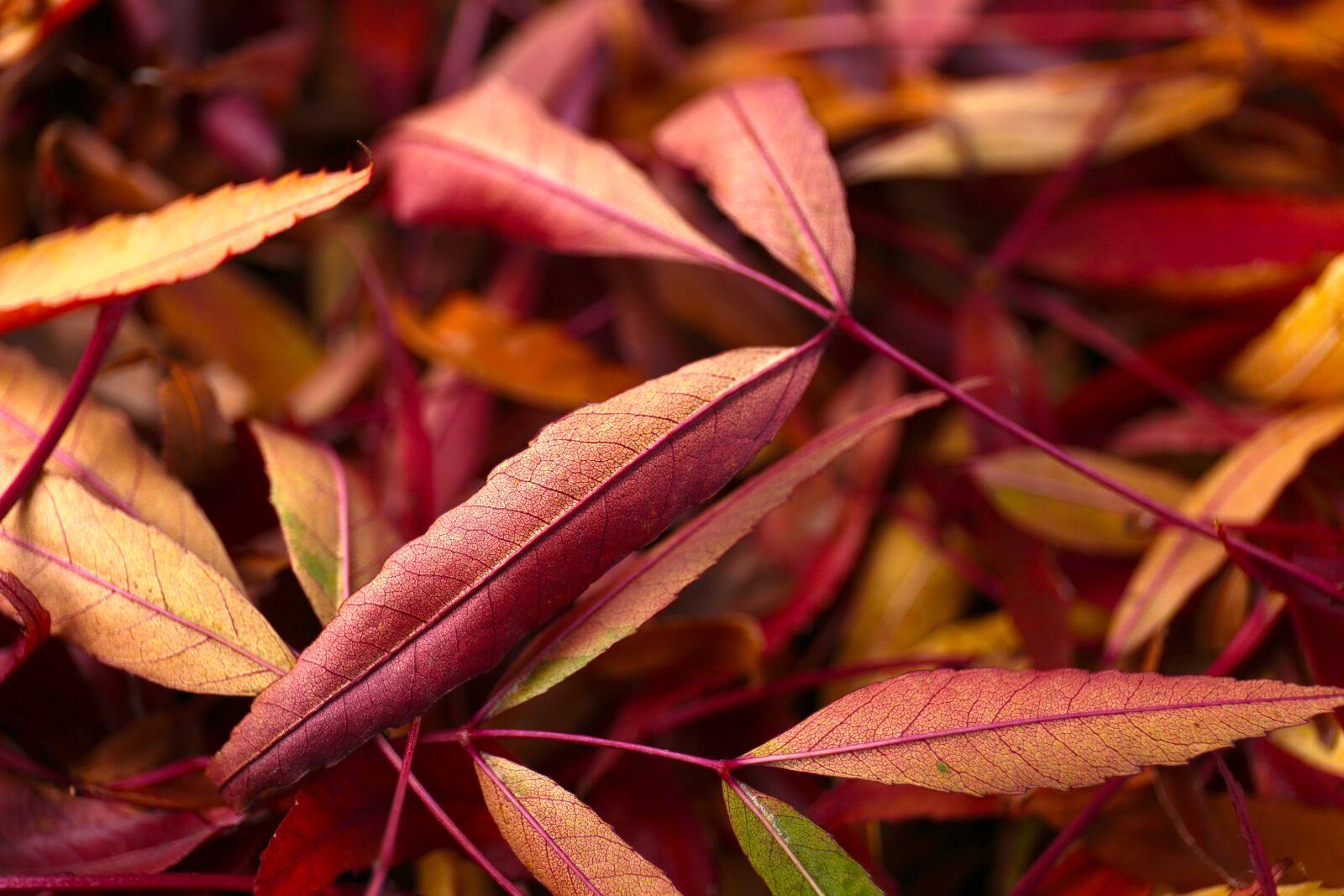 Canon EF 24-70mm F4L IS USM sample photo. Autumn, nature, fall photography