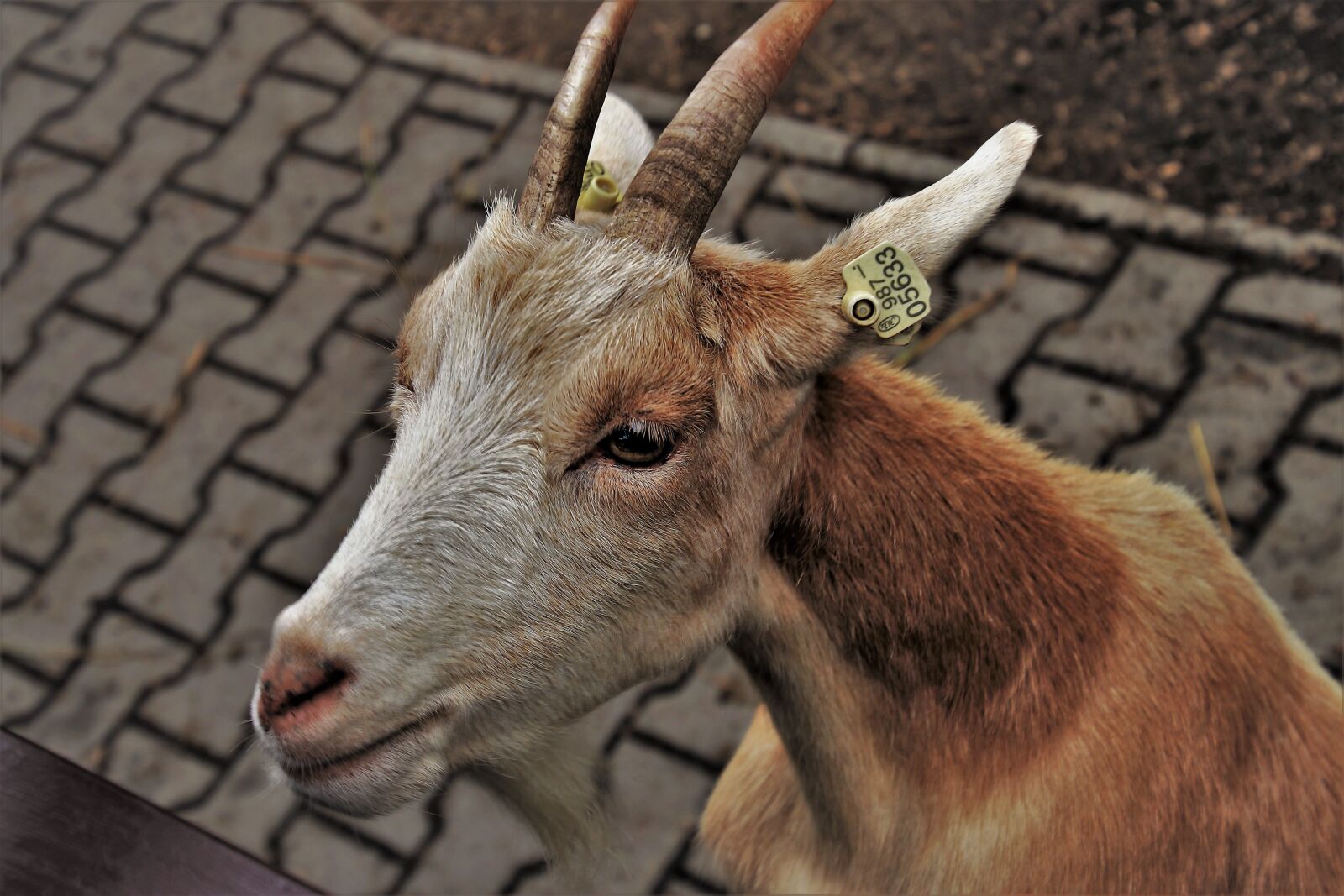 Canon EOS 80D sample photo. Goat, fur, rough photography