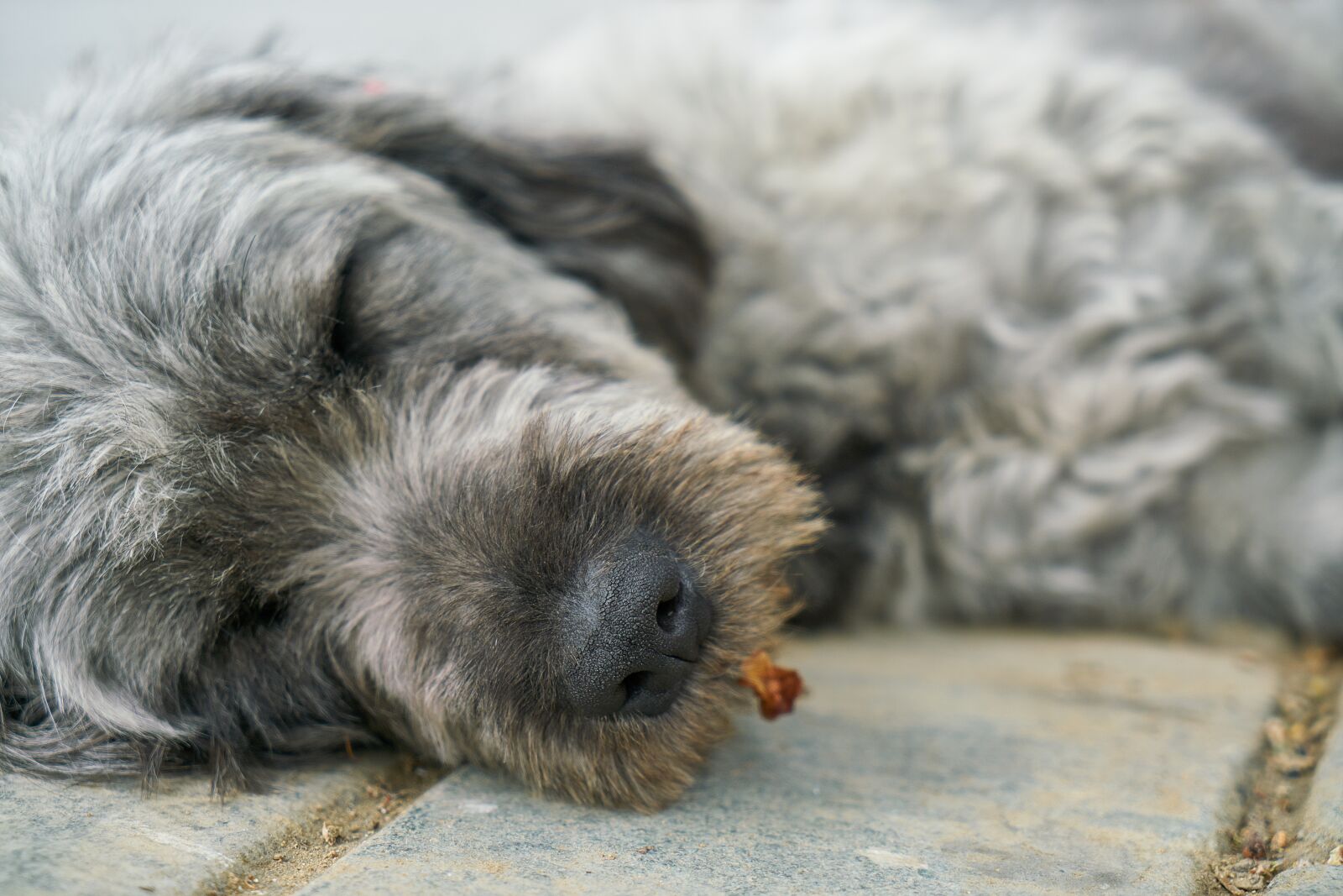 Sony a7R II sample photo. Dog, sleep, grey photography