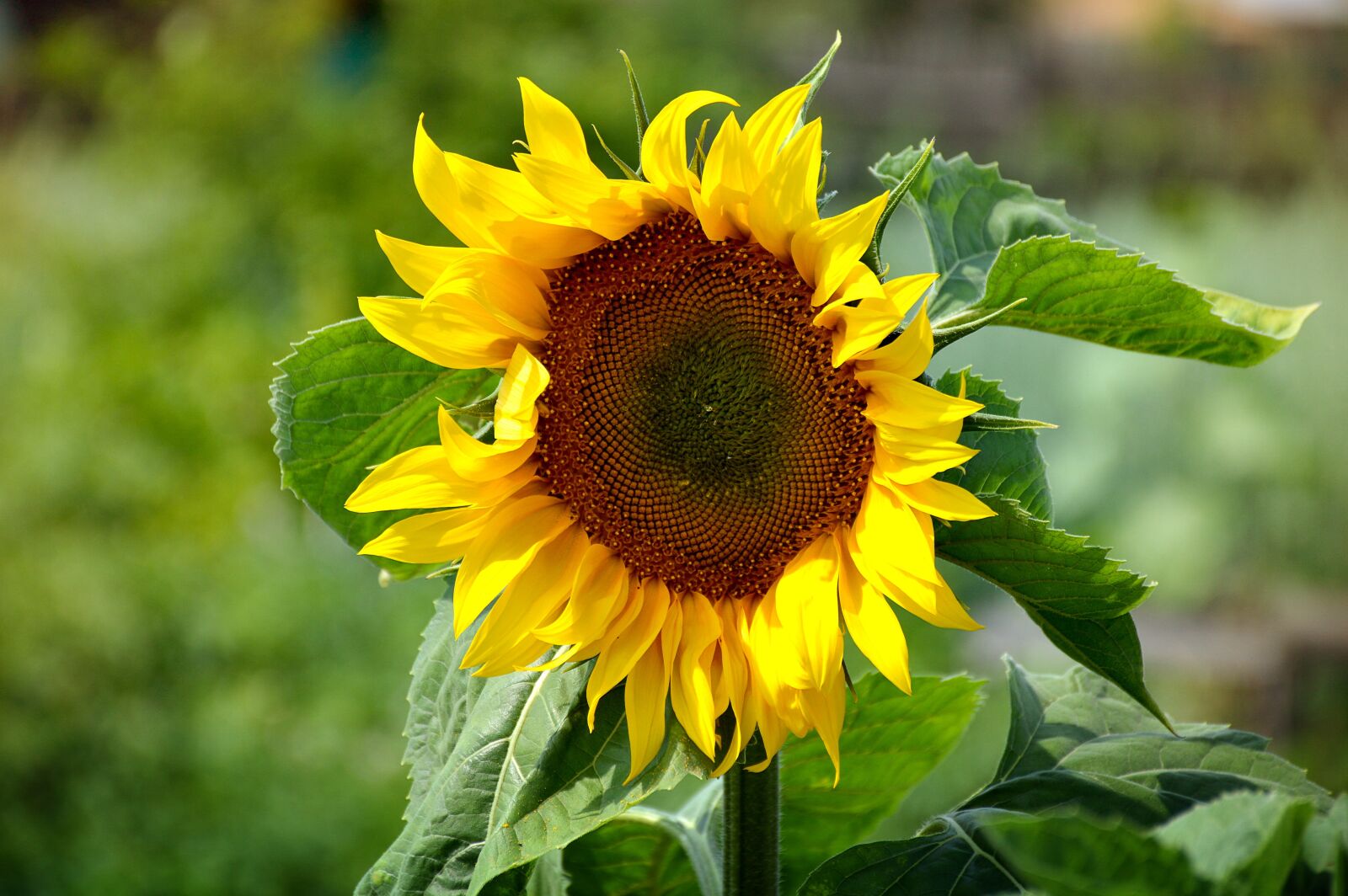 Nikon D3200 sample photo. Summer, greens, closeup photography