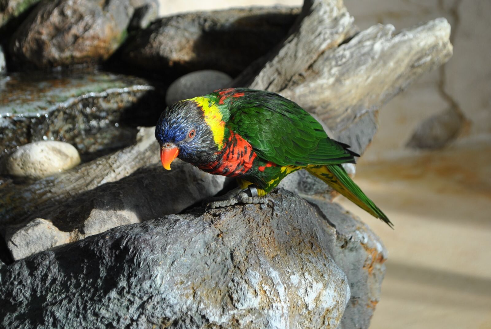 Nikon D3000 sample photo. Bird, nature, animal photography