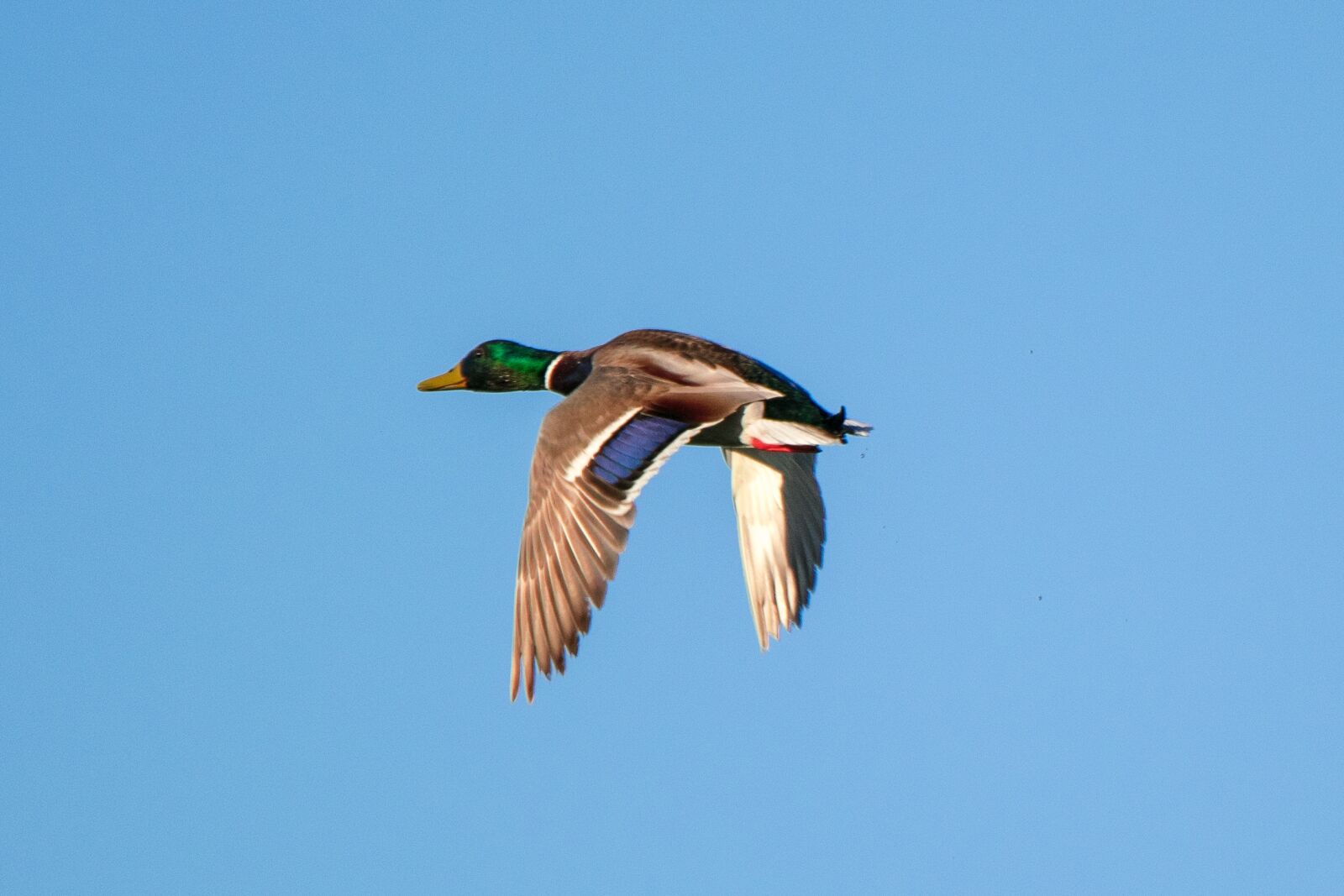 Nikon D5300 sample photo. Birds, nature, wild life photography