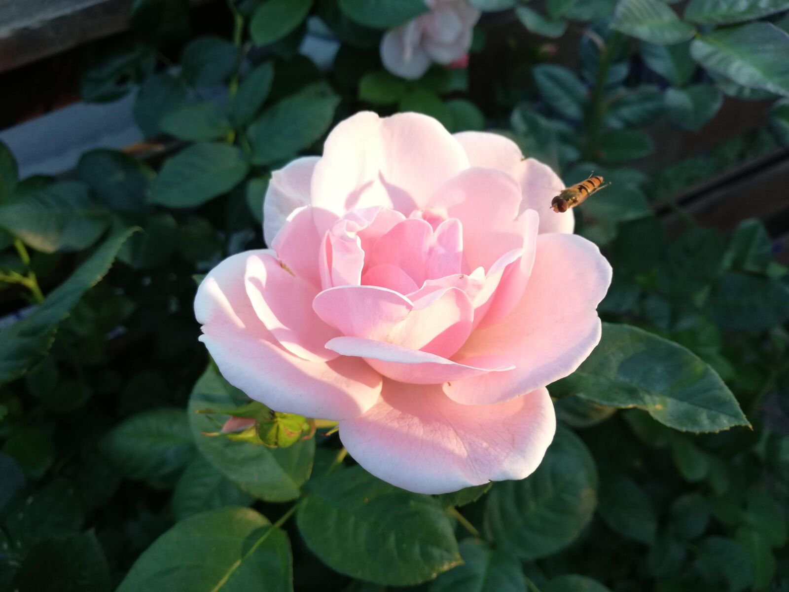 HUAWEI P20 lite sample photo. Rose, flower, plant photography