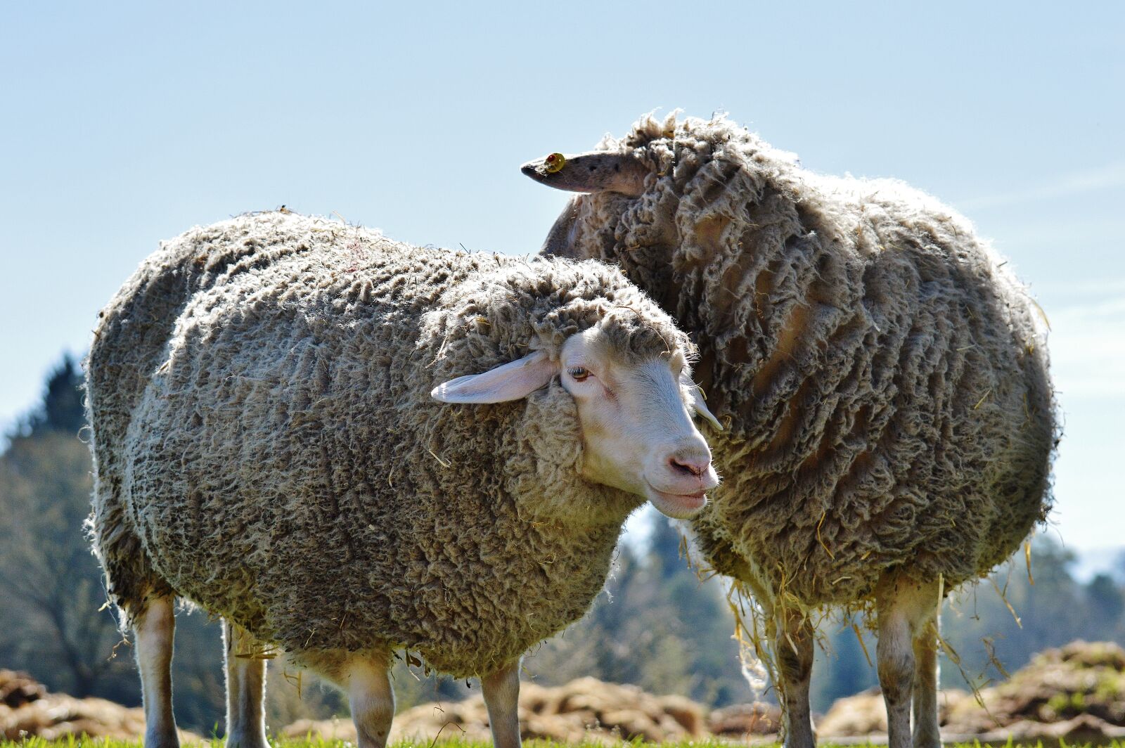 Nikon D3200 sample photo. Sheep, wool, animal photography