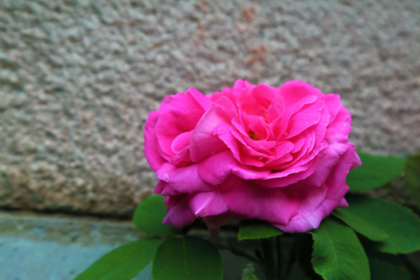 Canon EF 24-105mm F4L IS USM sample photo. Rose, spring, nature photography